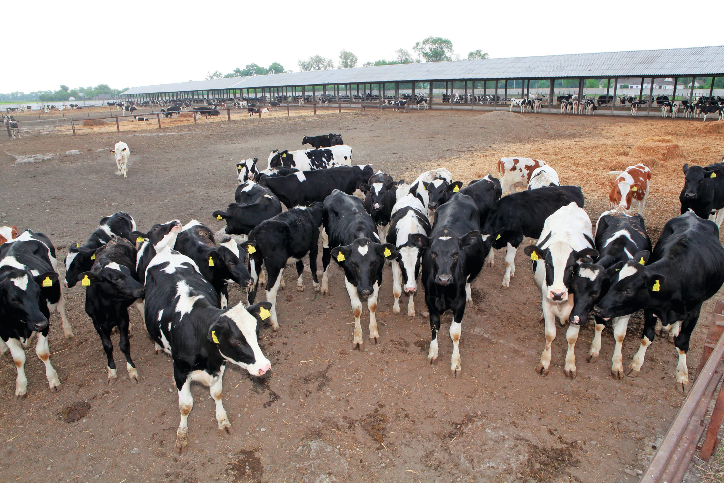 Melkveebedrijf in Oekraïne, voor de oorlog. De sector heeft zwaar van de oorlog te lijden, maar slaagt er in de productie op peil te houden. Foto: Henk Riswick