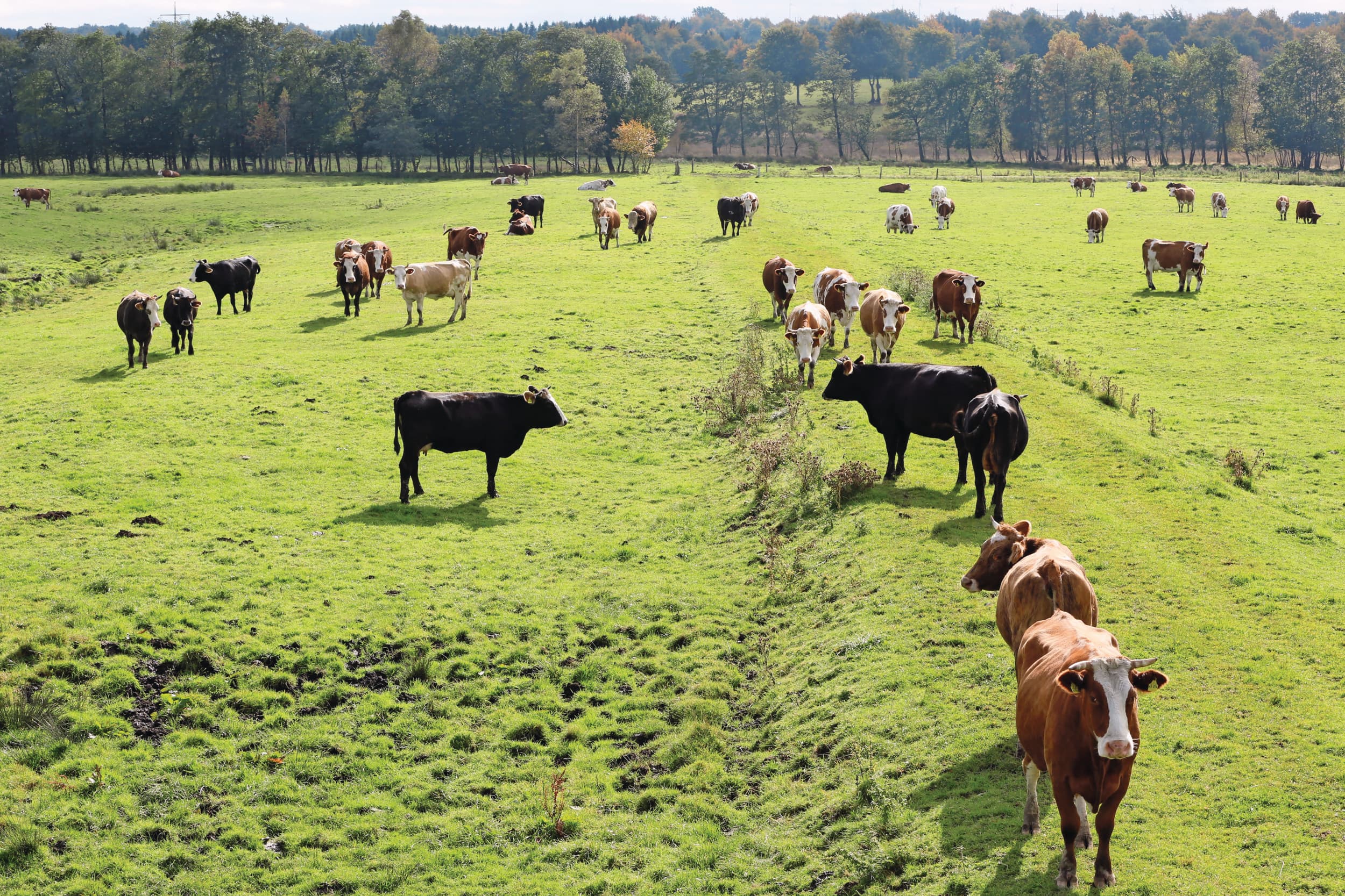 biologische melkprijzen duitsland