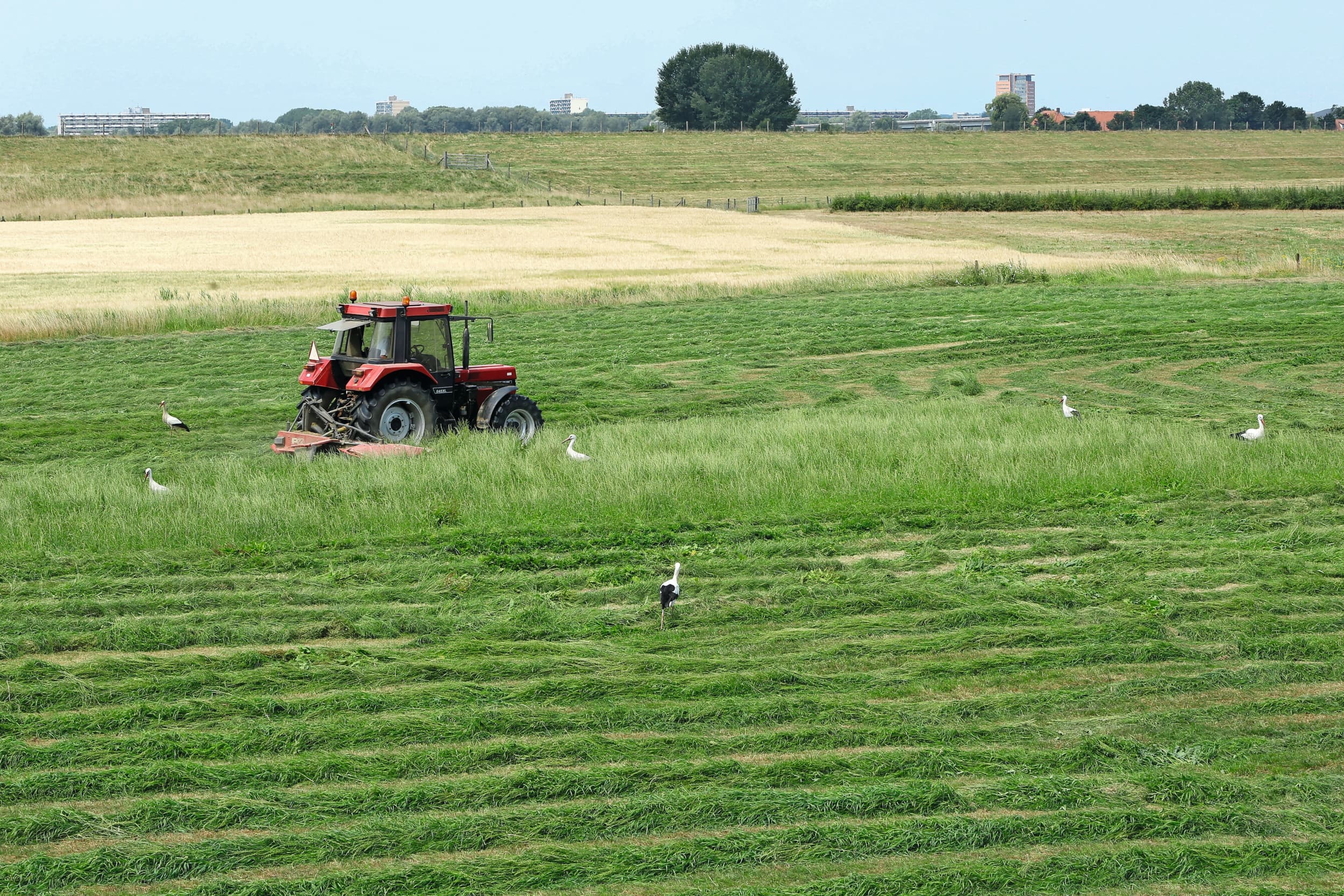 Graslanden zorgen in Nederland voor een kwart van de CO₂-vastlegging. De meeste CO₂ wordt vastgelegd in bosgebieden, blijkt uit cijfers van CBS. Foto: Henk Riswick