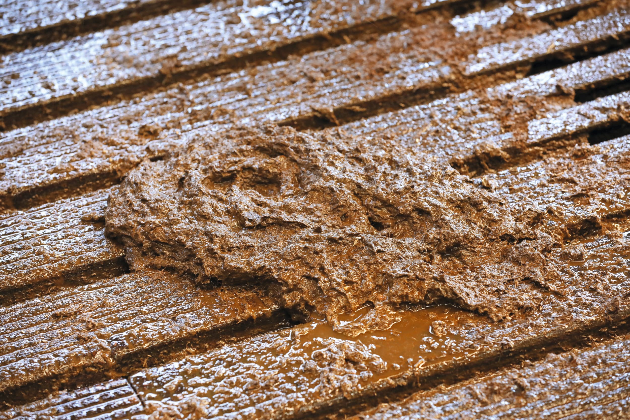 De fosfaat- en stikstofexcretie zijn iets toegenomen. De melkveehouderij dreigt het sectorale mestproductieplafond ook bij 90% deelname van de beëindigingsregelingen Lbv en Lbv-plus te overschrijden. Foto: Henk Riswick