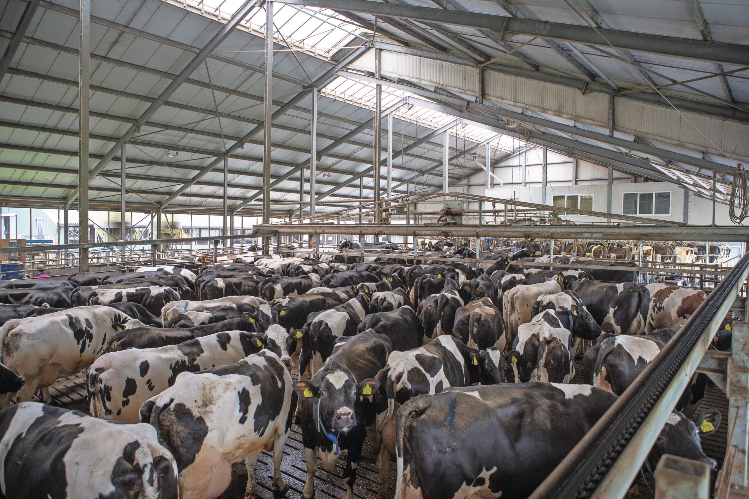 belang van kwantiteit in zuivelsector