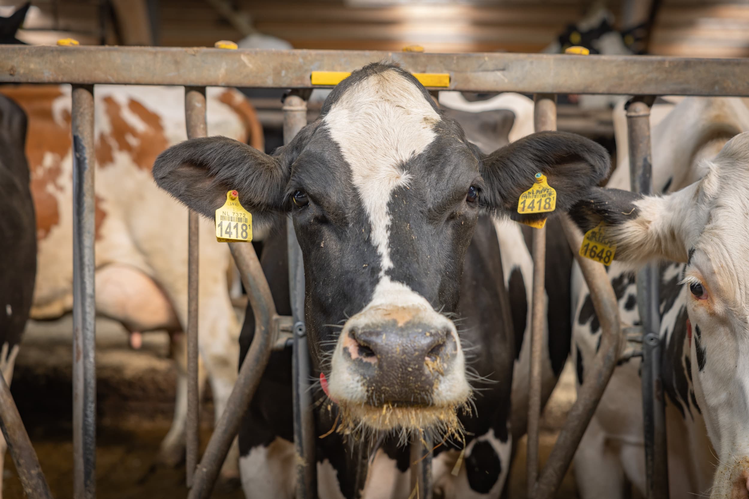 De dalende melkprijs en de discussie over grondgebondenheid vragen om scherp financieel inzicht op melkveebedrijven. Foto: Peter Roek