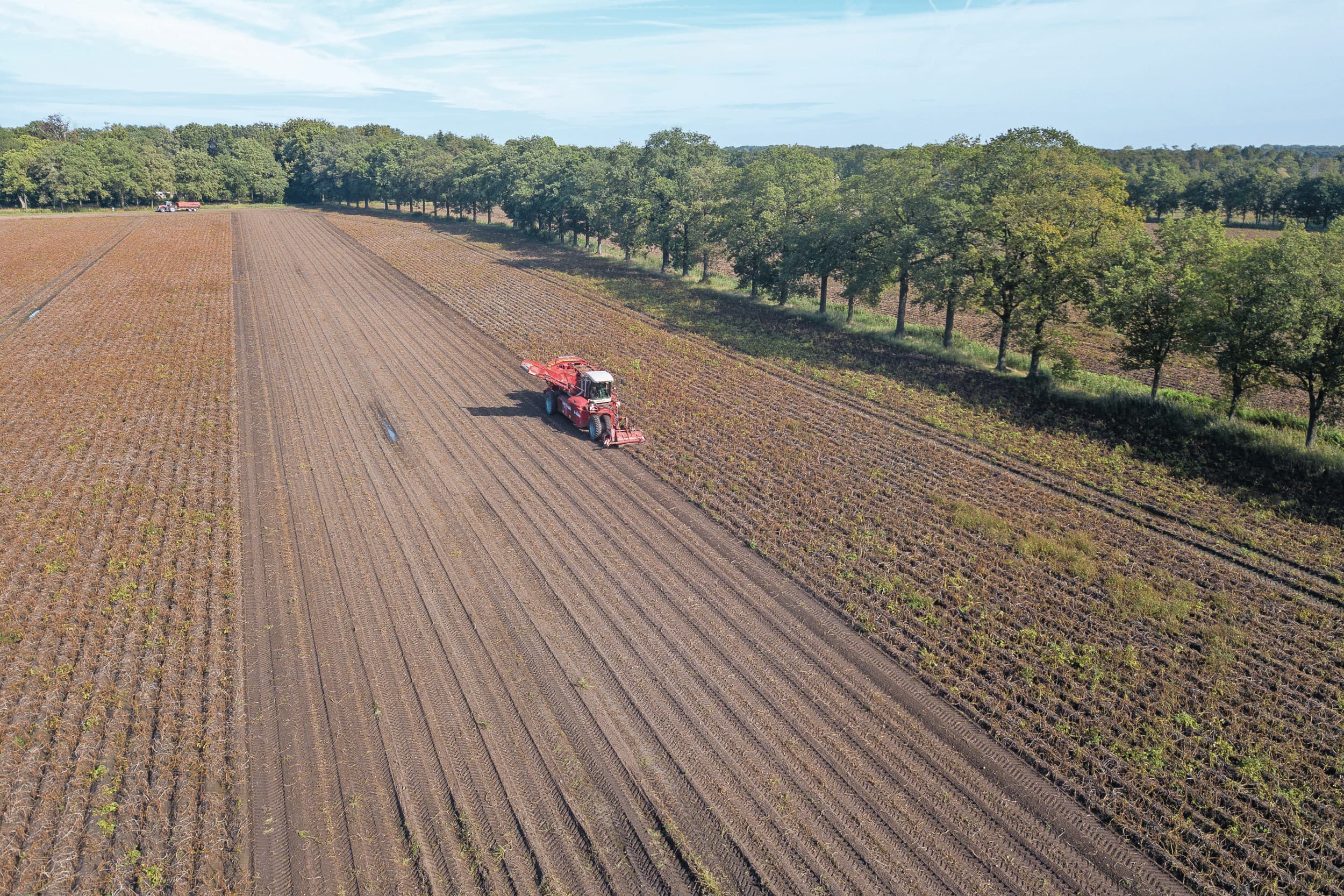 Maar liefst 4,44 miljoen ton consumptieaardappelen komt er van Nederlandse akkers, bijna 37% meer dan in 2024. Foto: Peter Roek