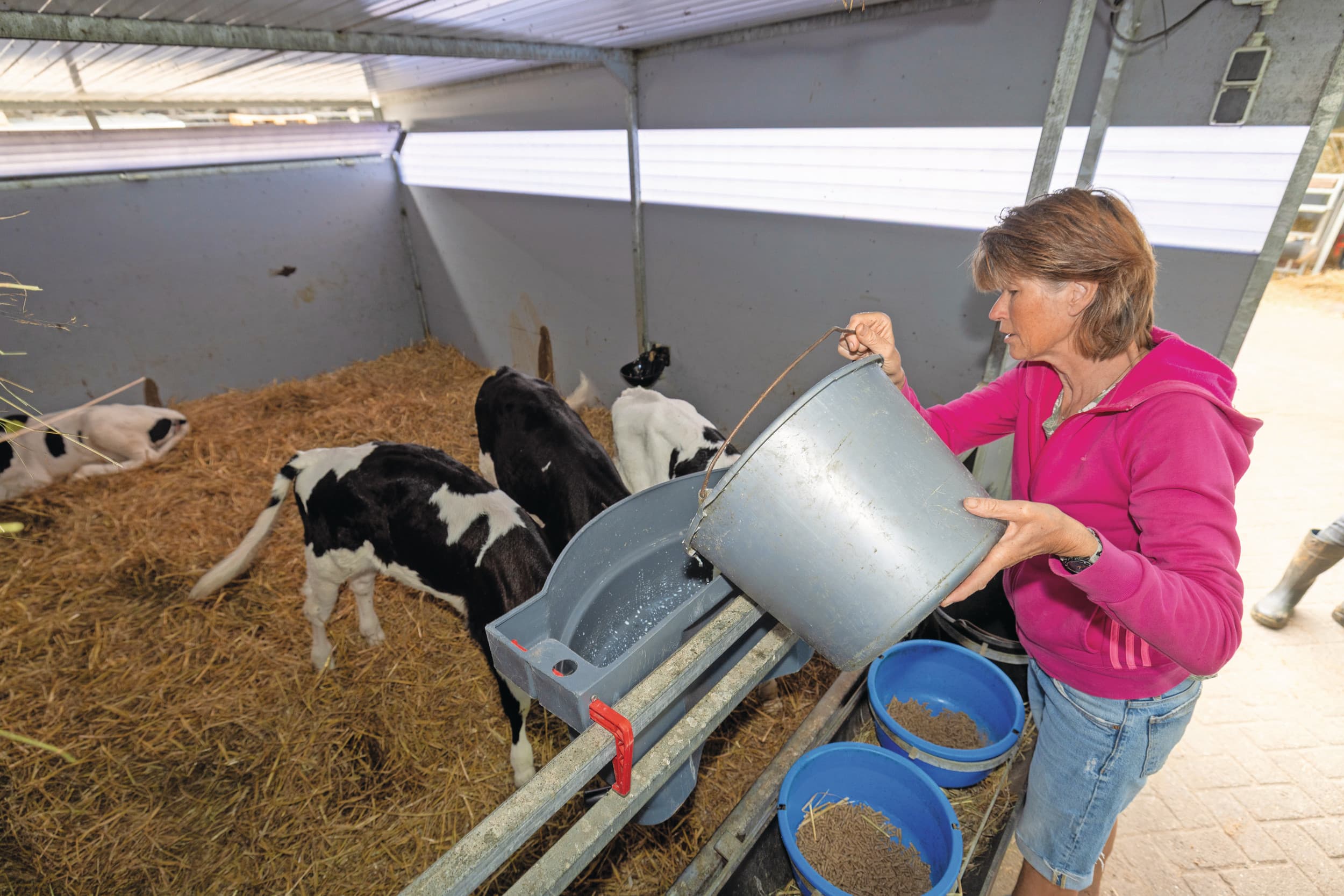 Na ongeveer een week gaan de kalveren naar een groepshok met milkbar. Samen drinken bevordert de groei. In de eerste 100 dagen ligt de groei gemiddeld op 916 gram per dag. Foto’s: Peter Roek