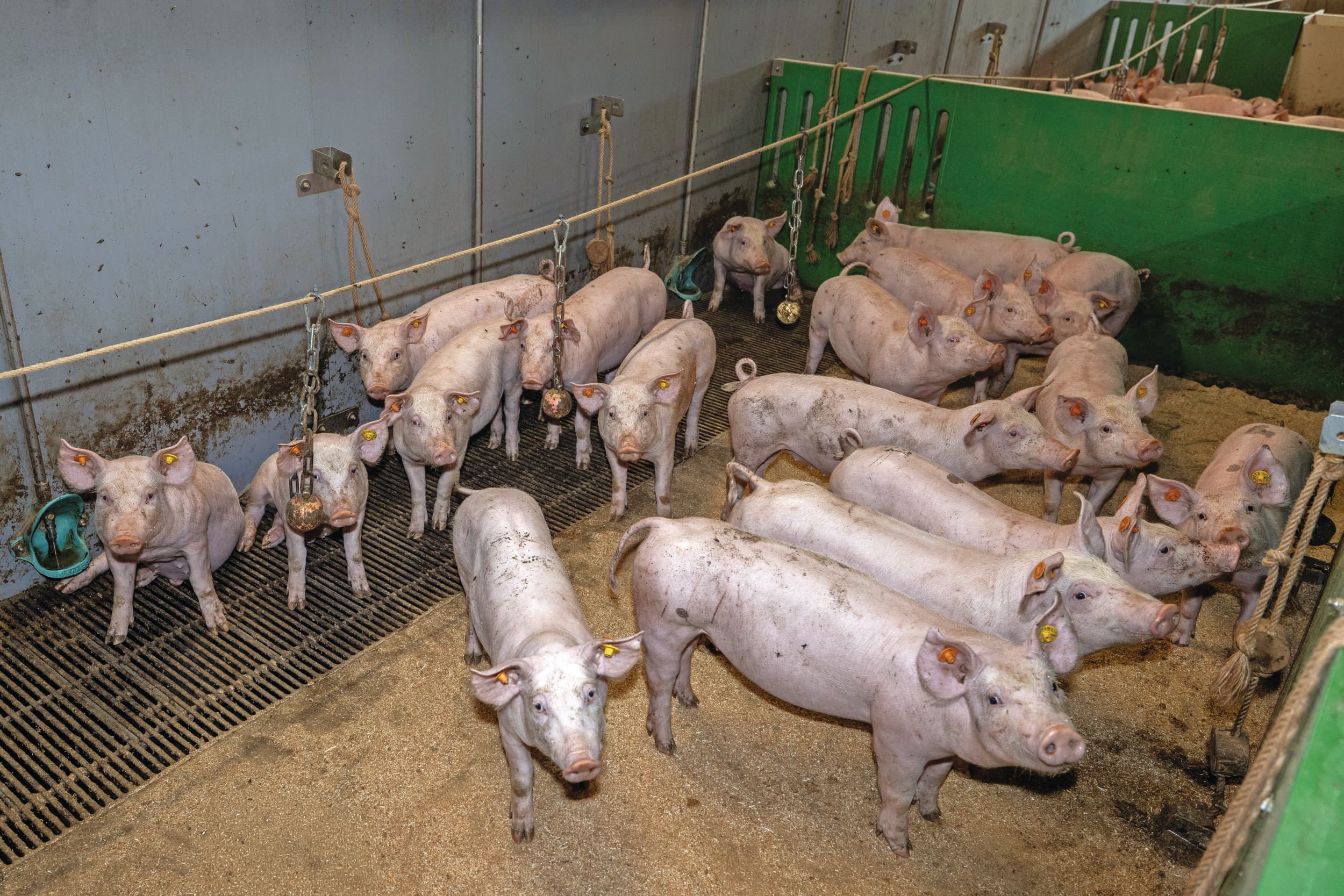 Met veel hokverrijking en het gebruik van gehakseld stro is staartbijten bij de gespeende biggen nauwelijks een item op de Varkenscampus. Veel afleidingsmateriaal hangt aan een lijn boven de dieren. Foto's: Peter Roek