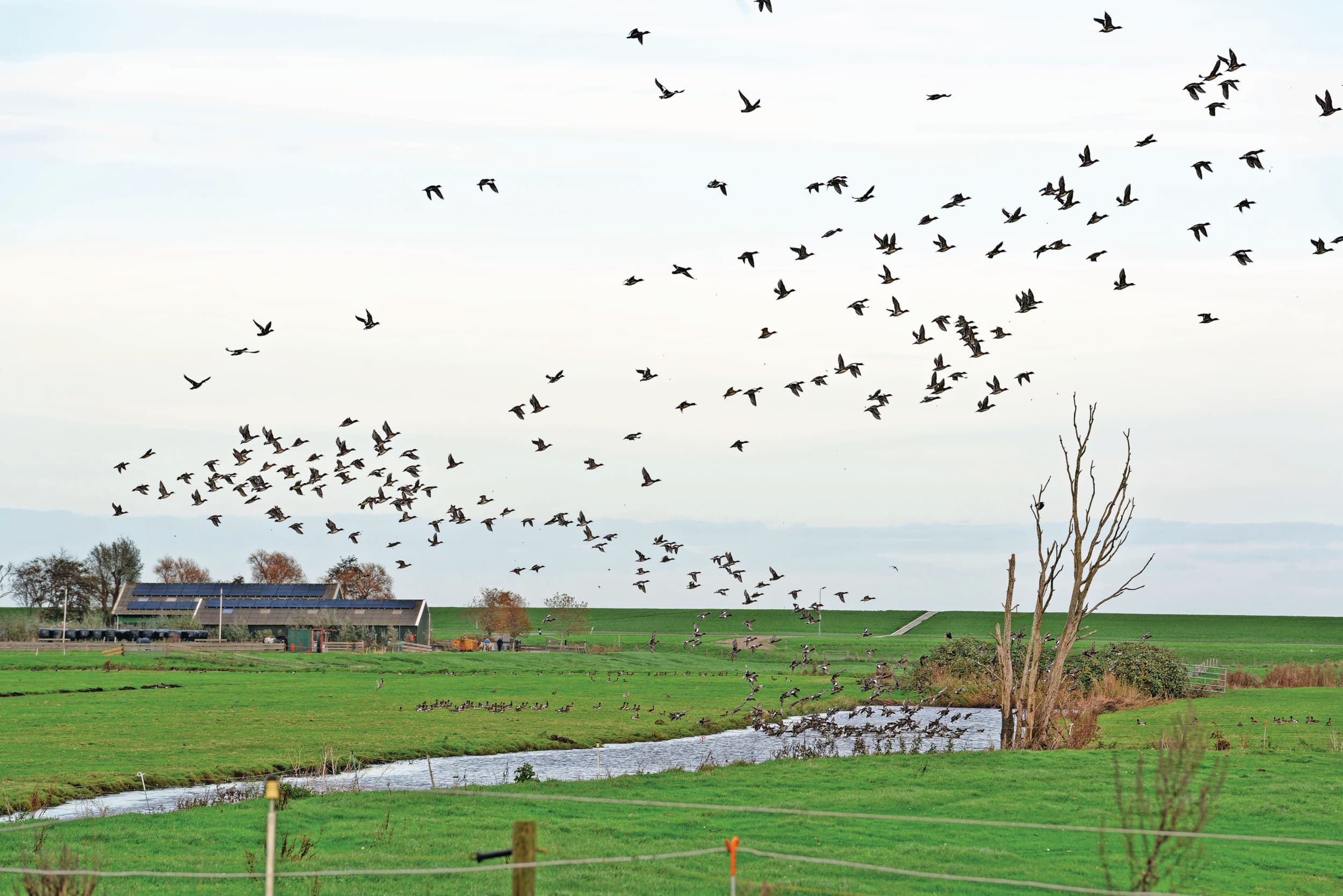Met name ganzen en houtduiven zorgen voor veel faunaschade. Foto: Lex Salverda