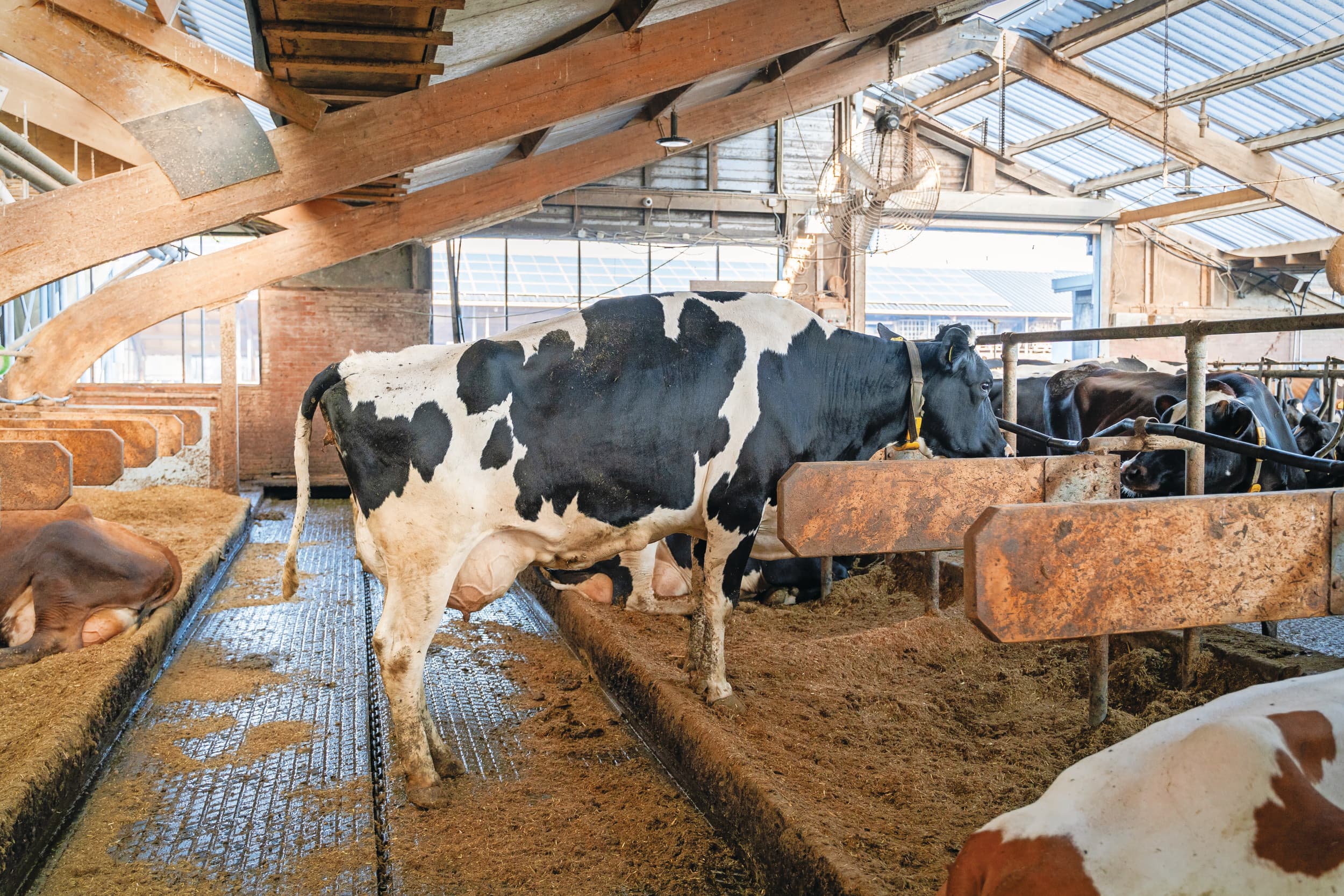 mestplafond melkveehouderij