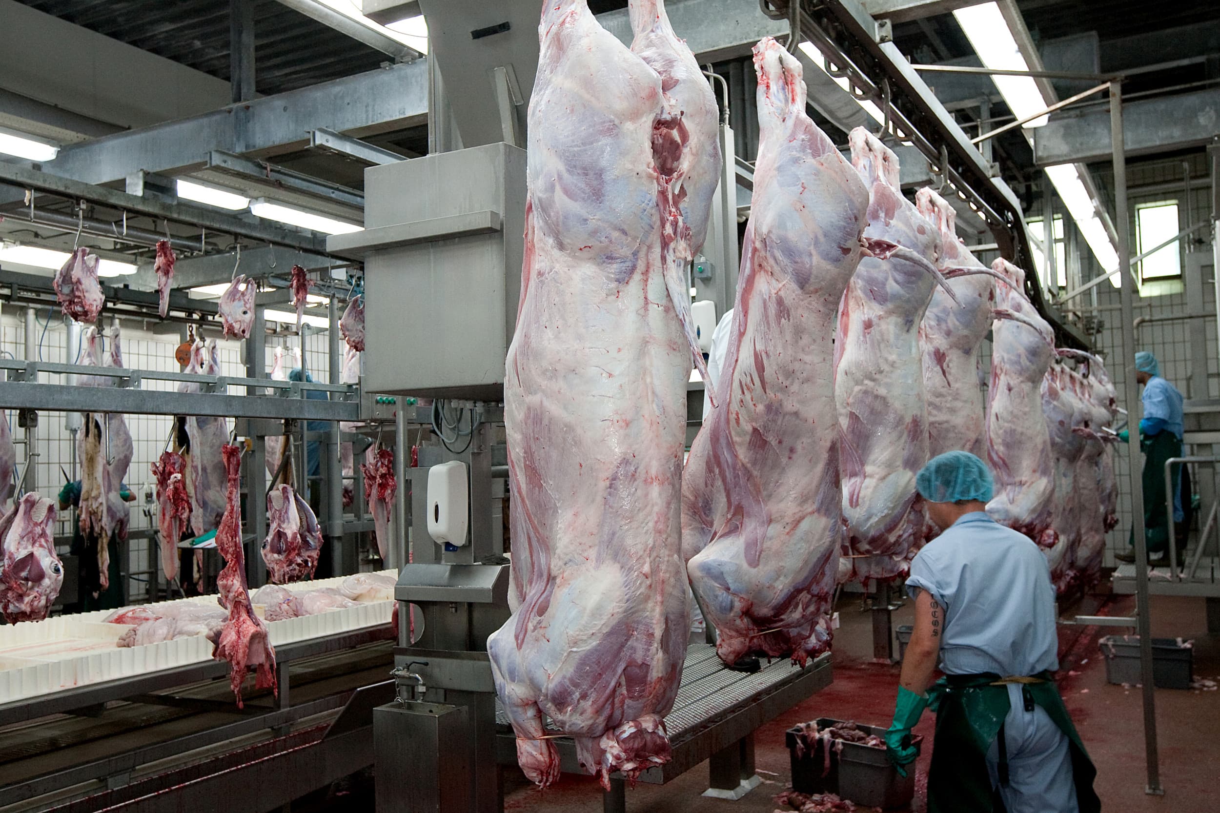 In Europa zijn dit jaar minder runderen geslacht. Foto: Ronald Hissink