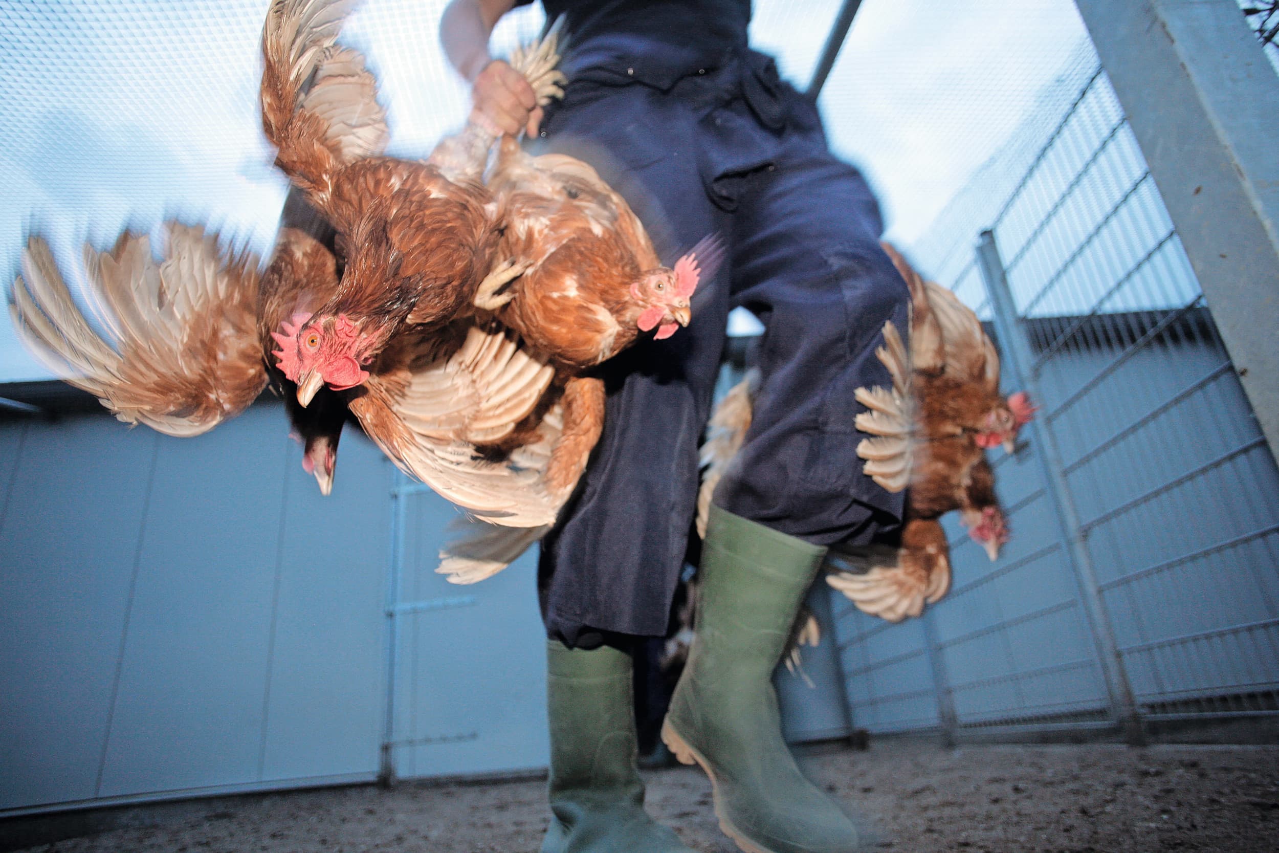 De conventionele vangmethode - waarbij kippen bij de poten worden gepakt - staat onder druk en wordt juridisch aangevochten. Foto: Ton Kastermans Fotografie