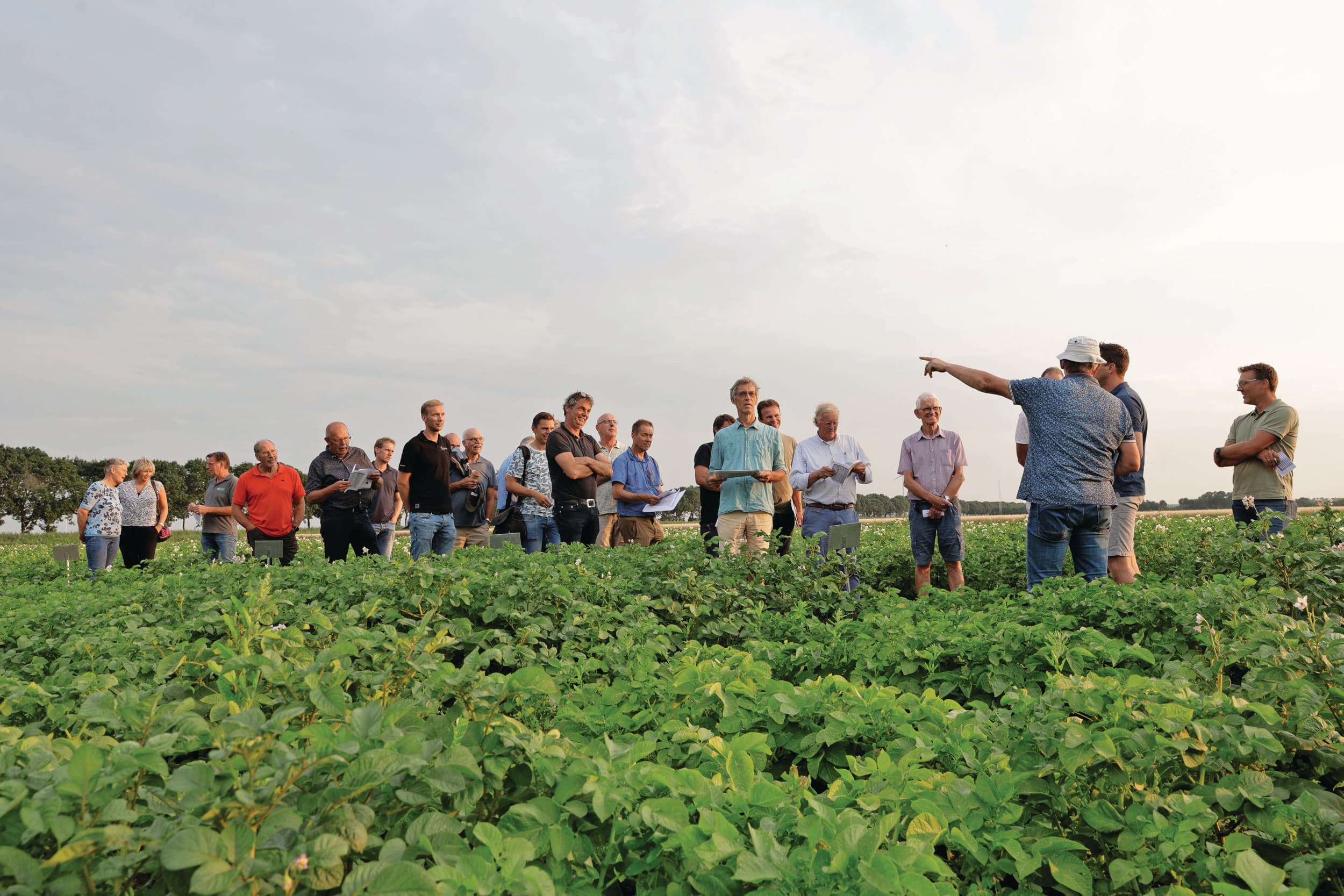 Steeds meer boeren, onderzoekers en voedselfabrikanten zoeken nieuwe wegen om de aardappelteelt te verduurzamen. Of regeneratieve landbouw de juiste koers zal zijn, zal de toekomst moeten uitwijzen. Foto: Ton Kastermans