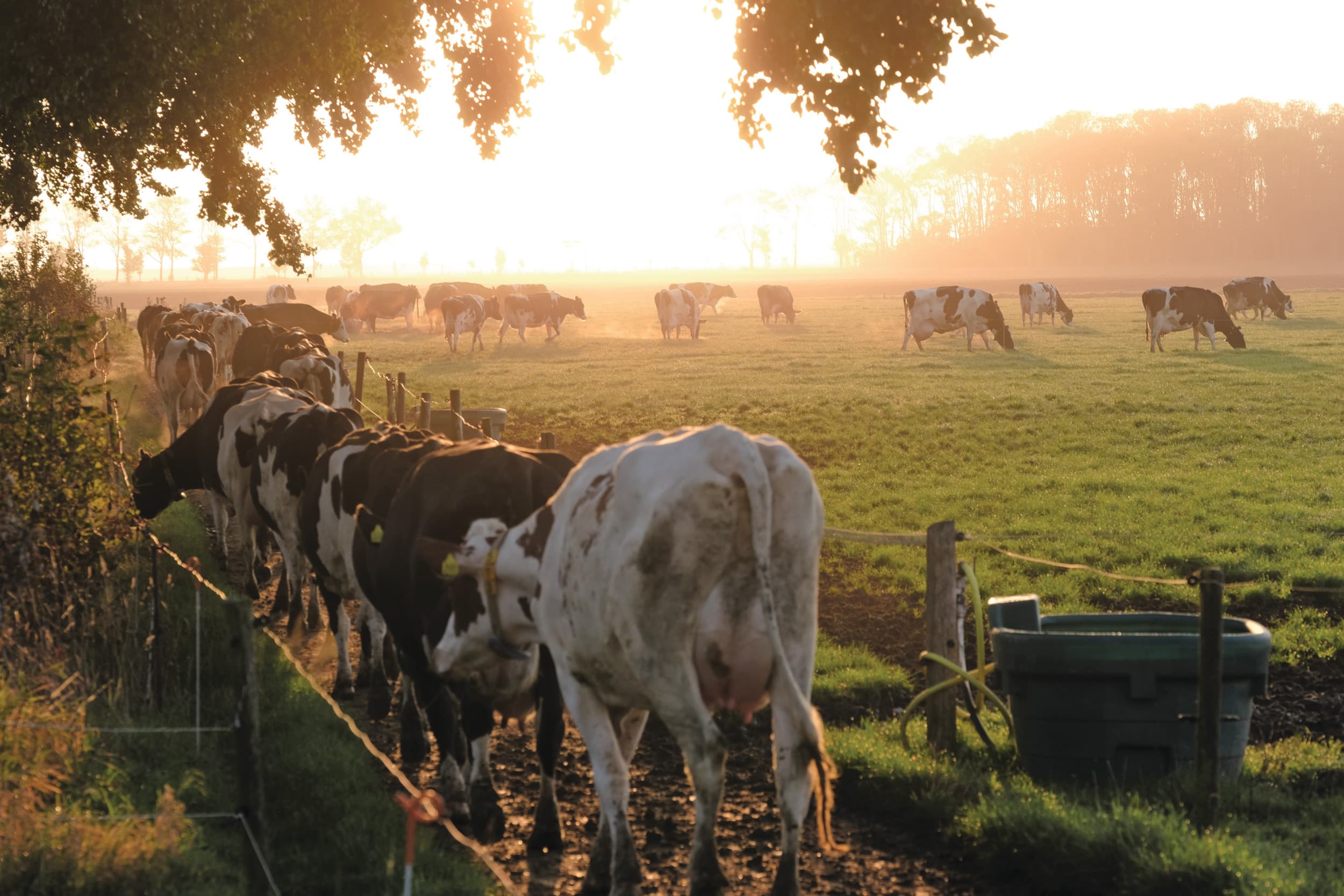 Bijna 100 melkveebedrijven weiden hun koeien extra en krijgen hiervoor een vergoeding van de provincie Overijssel. Foto: Jan Willem van Vliet