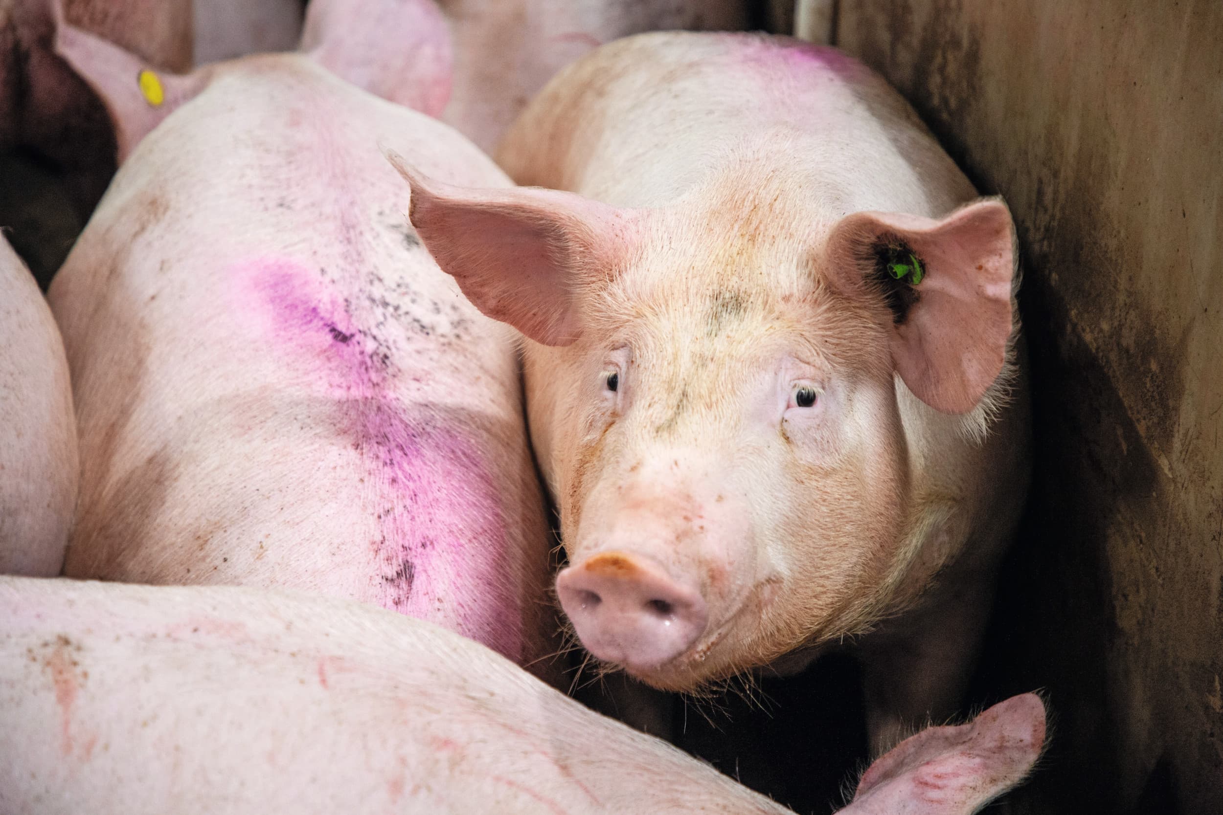 Varkens in de aankomstruimte van een slachterij. Foto: Herbert Wiggerman