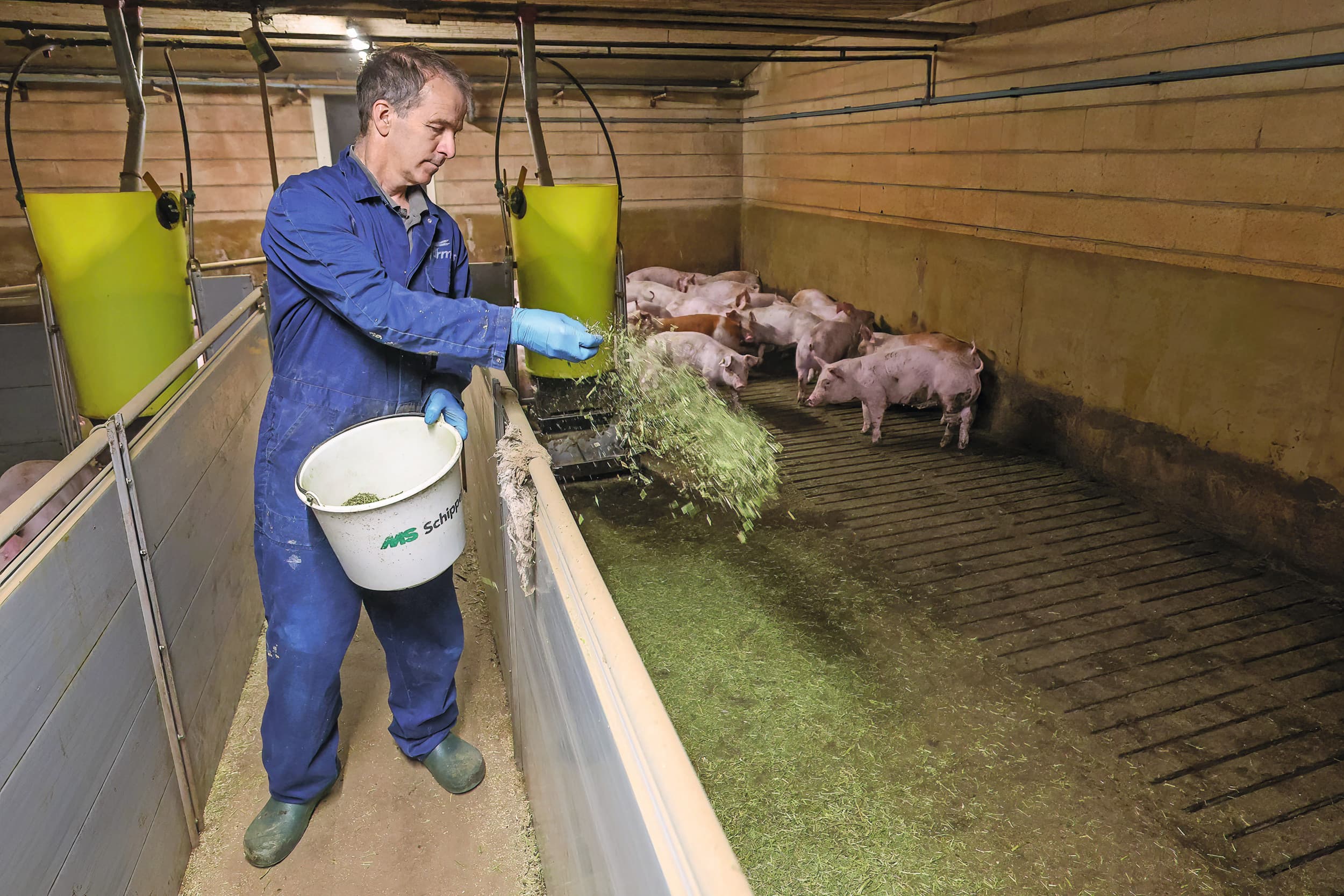 De varkens krijgen elke dag luzerne als hokverrijking om in te wroeten en om op te vreten. Verdonschot verstrekt dit handmatig en via een eigen uitvinding via een jerrycan met ketting. Foto’s: Bert Jansen