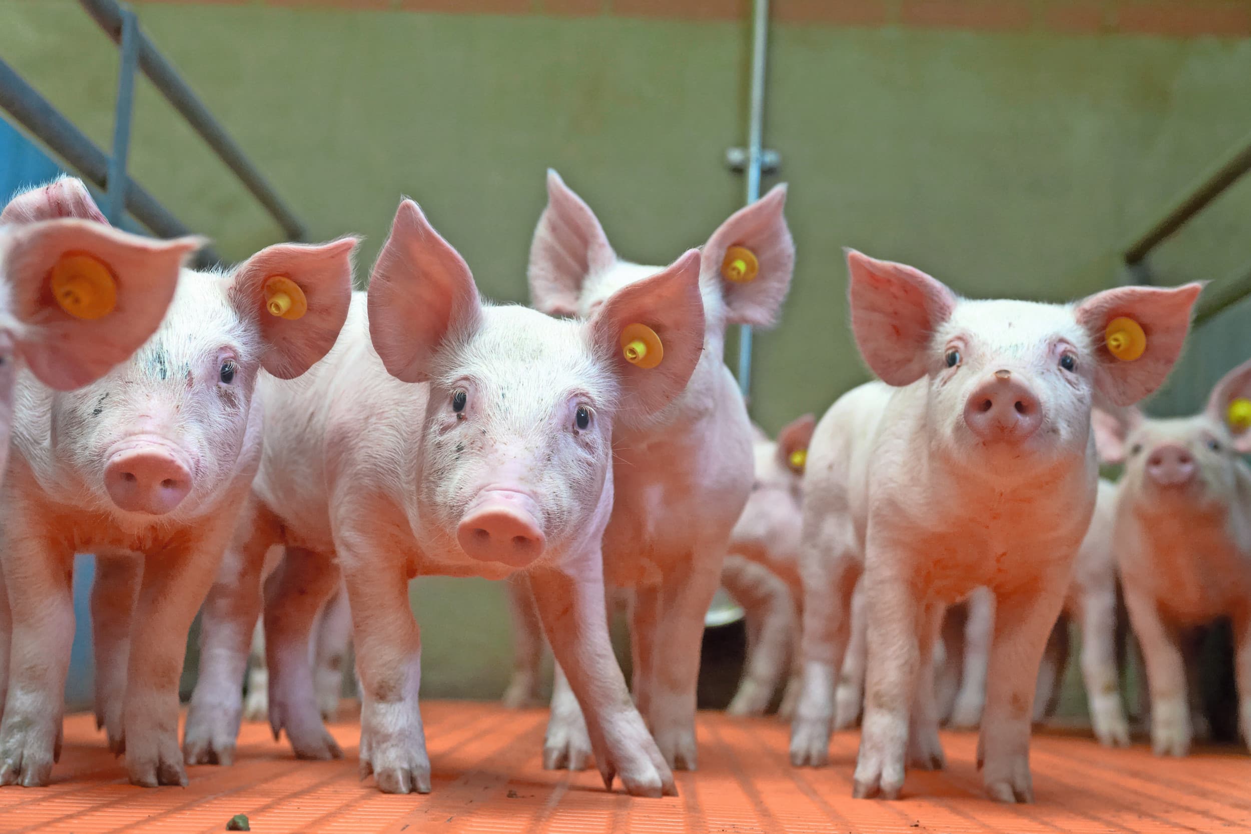 Landelijke cijfers laten zien dat de groei van gespeende biggen al jarenlang rond de 330 gram ligt. In 2023 is er een kleine opleving naar 350 gram, maar in 2024 is er een dip naar 310 gram groei per dier per dag. Foto: Van Assendelft Fotografie
