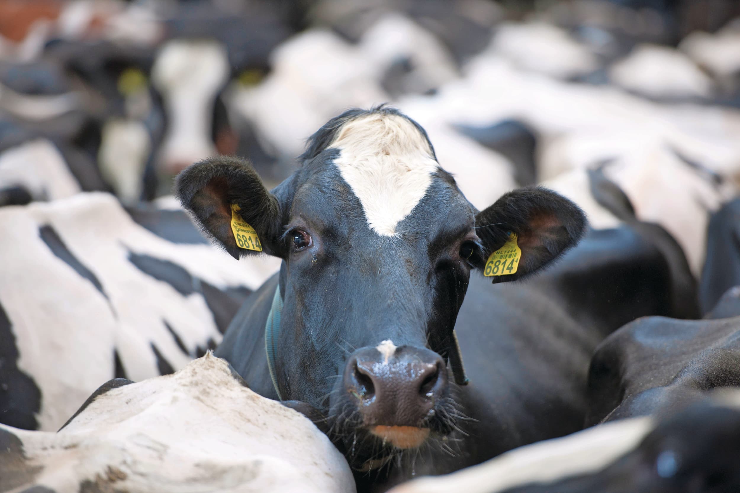 Een verrassing in de stierenlijst kan de zaak zomaar op de kop zetten. Aandacht is er deze keer onder meer voor nieuwkomer Jaffa, die zich direct op de eerste plaats nestelt. Foto: Mark Pasveer