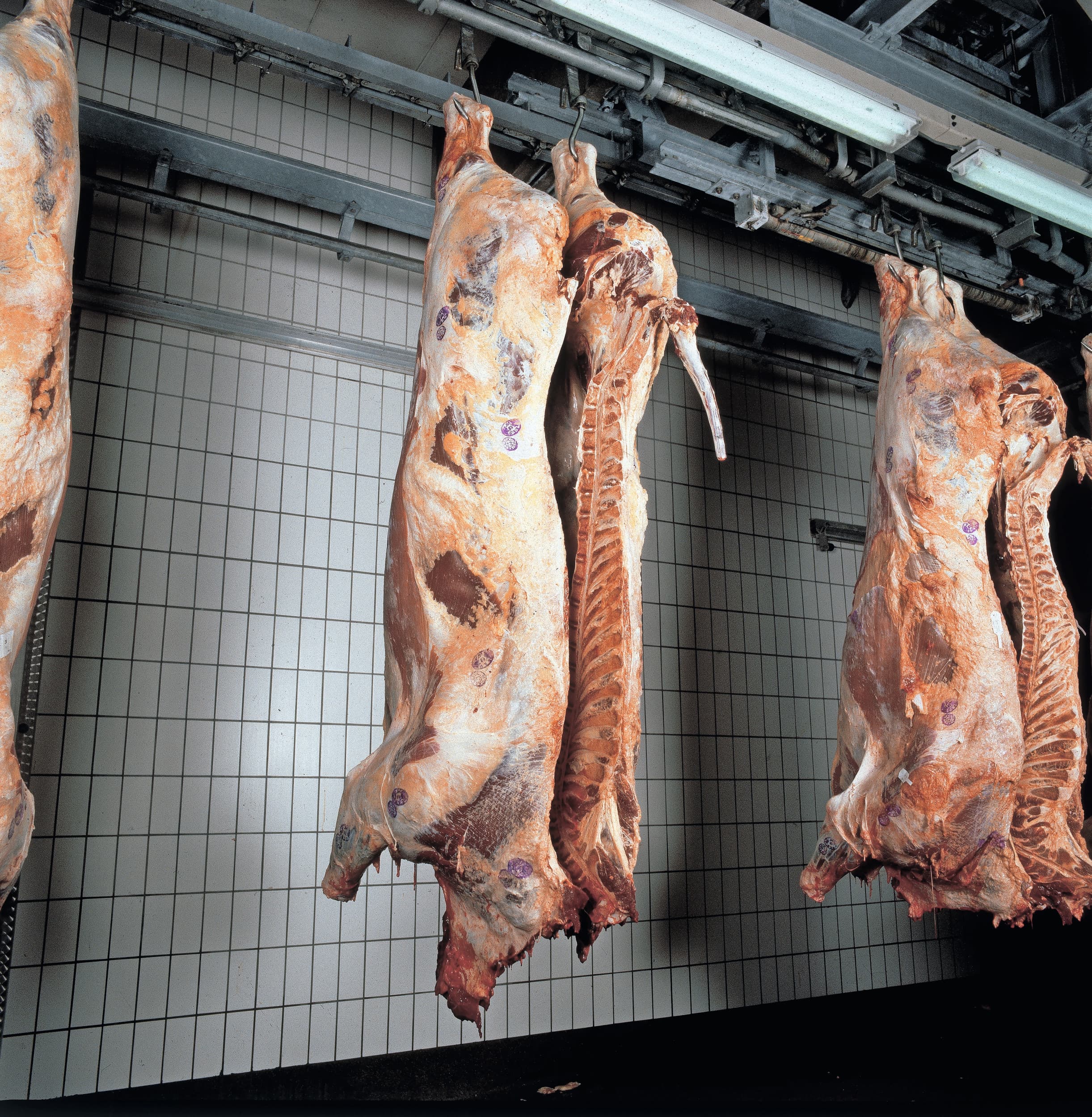 In slachterijen moeten bepaalde organen worden verwijderd om BSE te voorkomen. Foto: Theo Tangelder
