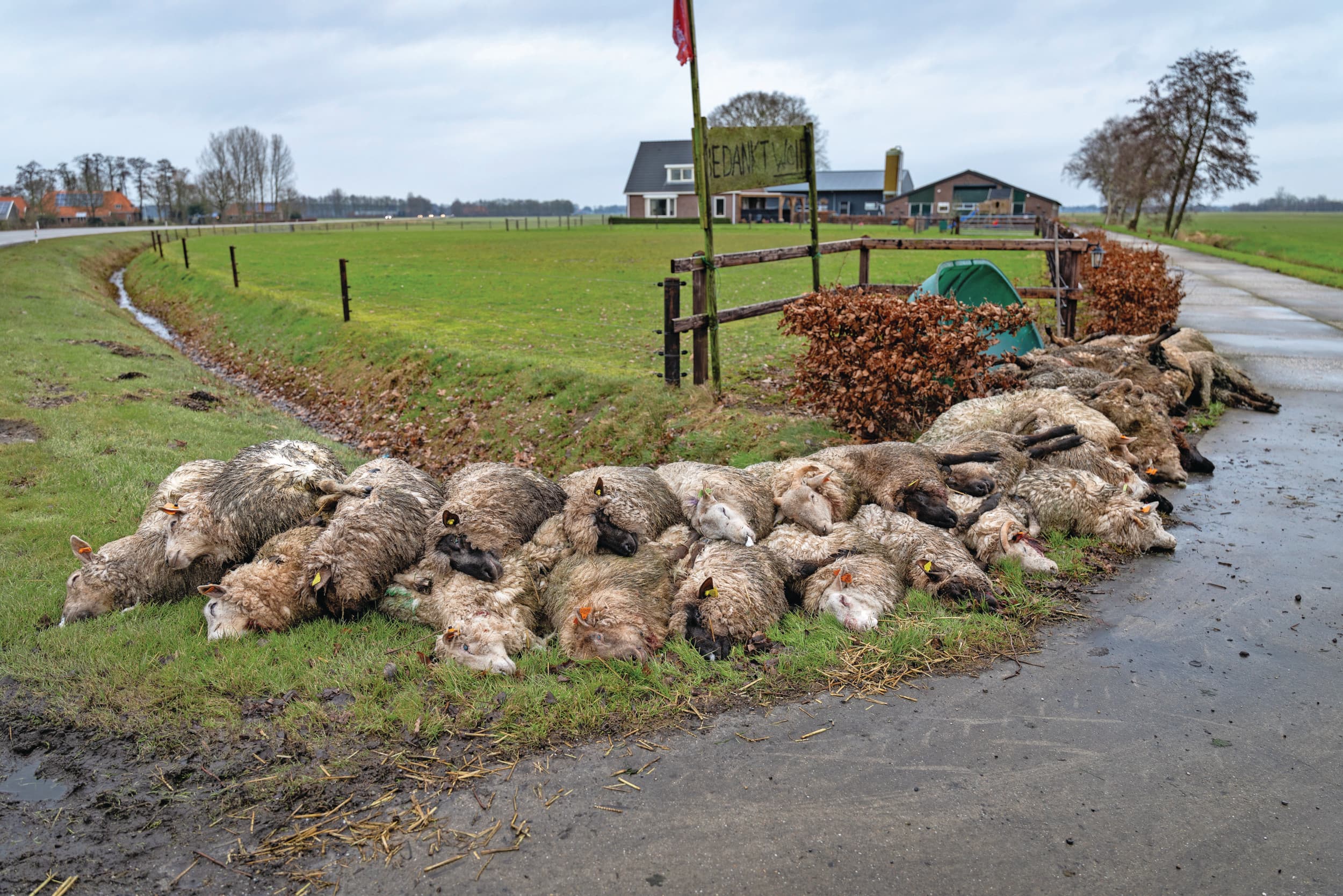 In het Friese Haule werden begin 2025 tientallen schapen gedood bij een wolvenaanval. Voor de veehouder was het de zoveelste aanval en ook niet de laatste. Hij plaatste een bord met de tekst 'Bedankt wolf' bij de dode dieren. Foto: ANP