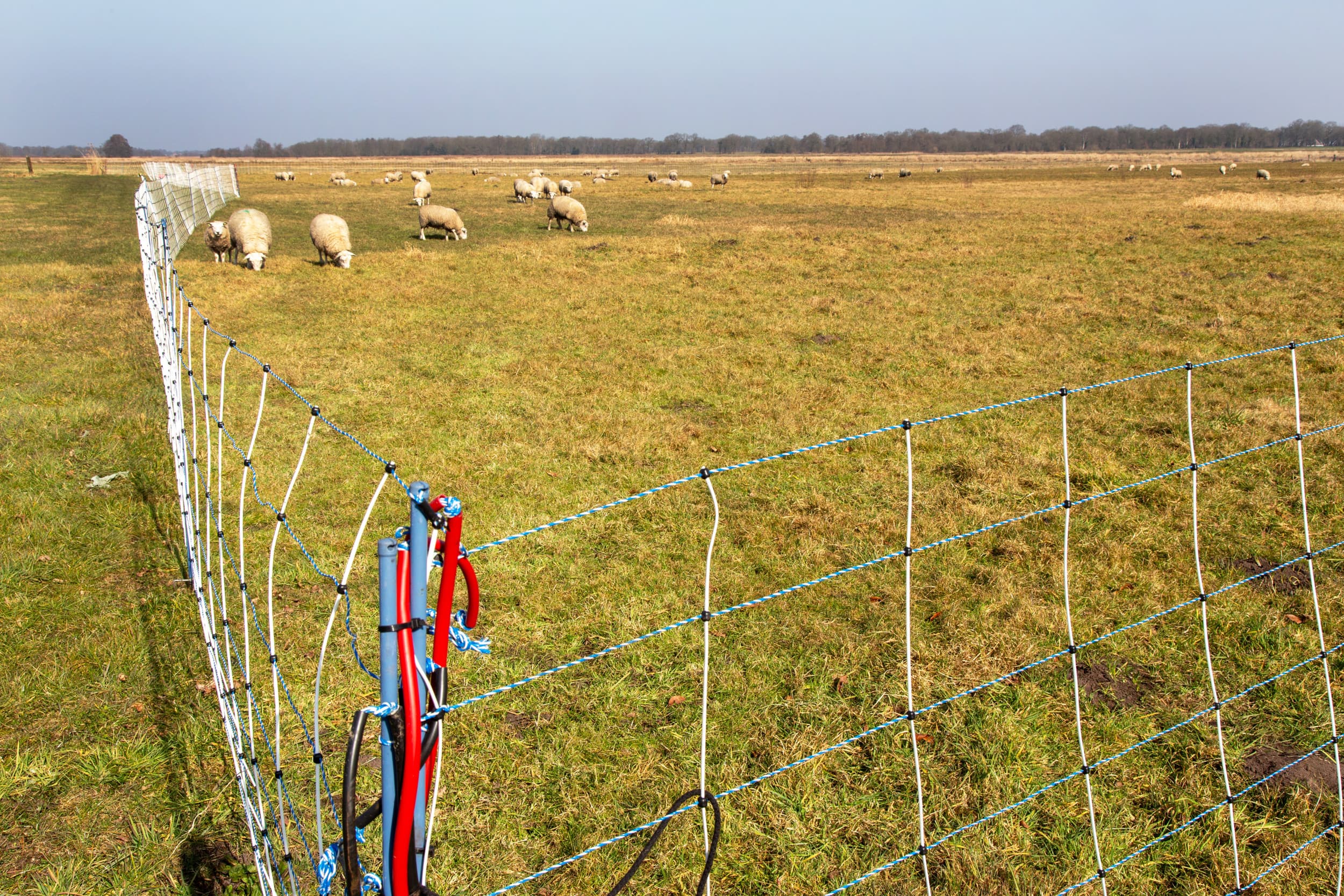 Schapen achter een wolfwerende omheining. Foto: ANP