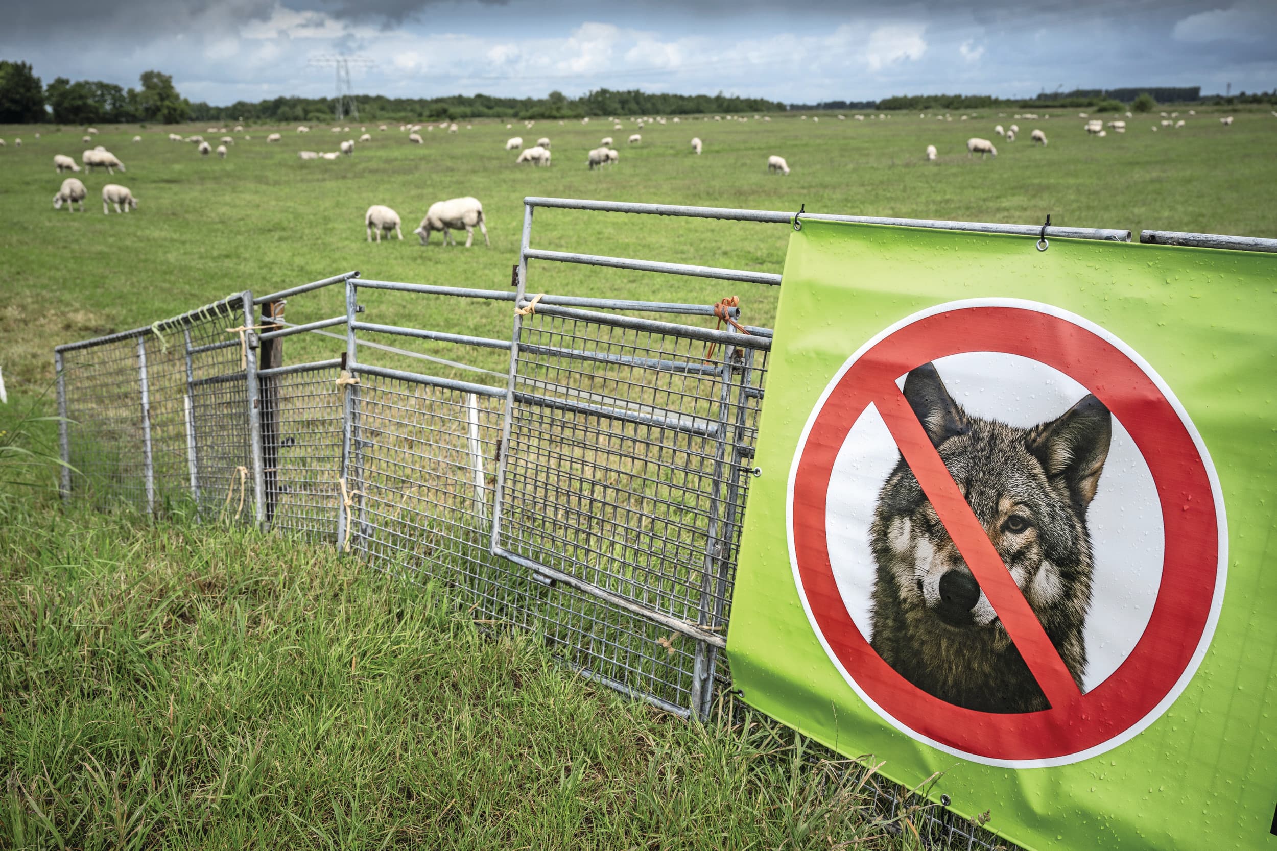 Veehouders maken zich grote zorgen over hun vee nu de wolf in Nederland is gevestigd. Een boer in Groningen hing afgelopen zomer een spandoek aan het hek. Foto: ANP