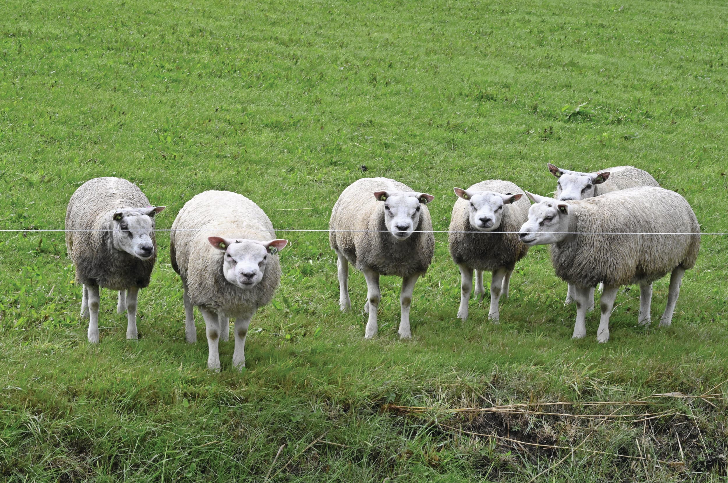 Bij tijdelijk inscharen van schapen telt de mestproductie onder bepaalde voorwaarden niet mee. Foto: ANP