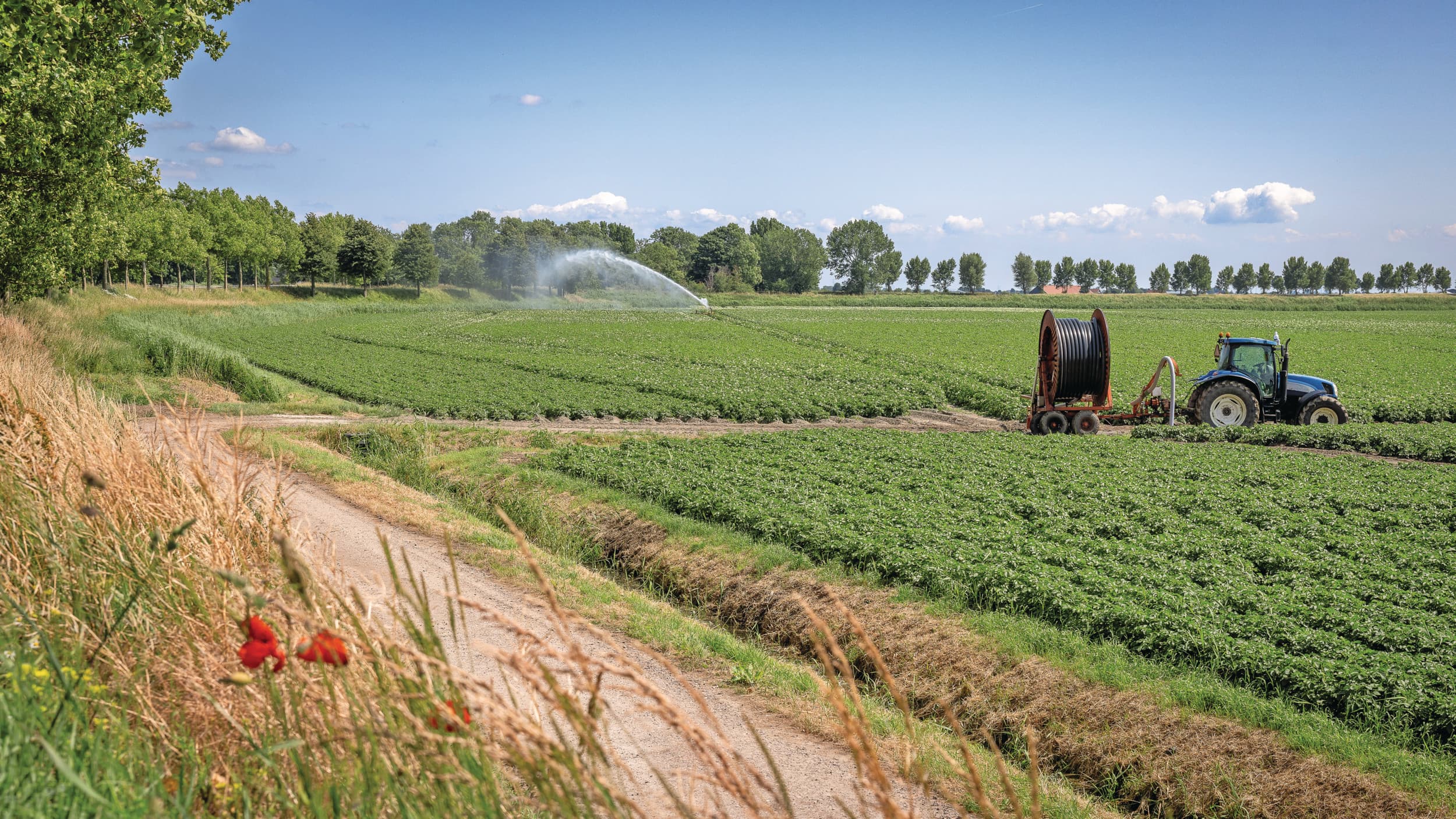 Topopbrengsten in de akkerbouw, tenminste als je kunt beregenen. Die topopbrengst heeft een schaduwzijde. De vrije markt van aardappelen stort in. Foto: Peter Roek