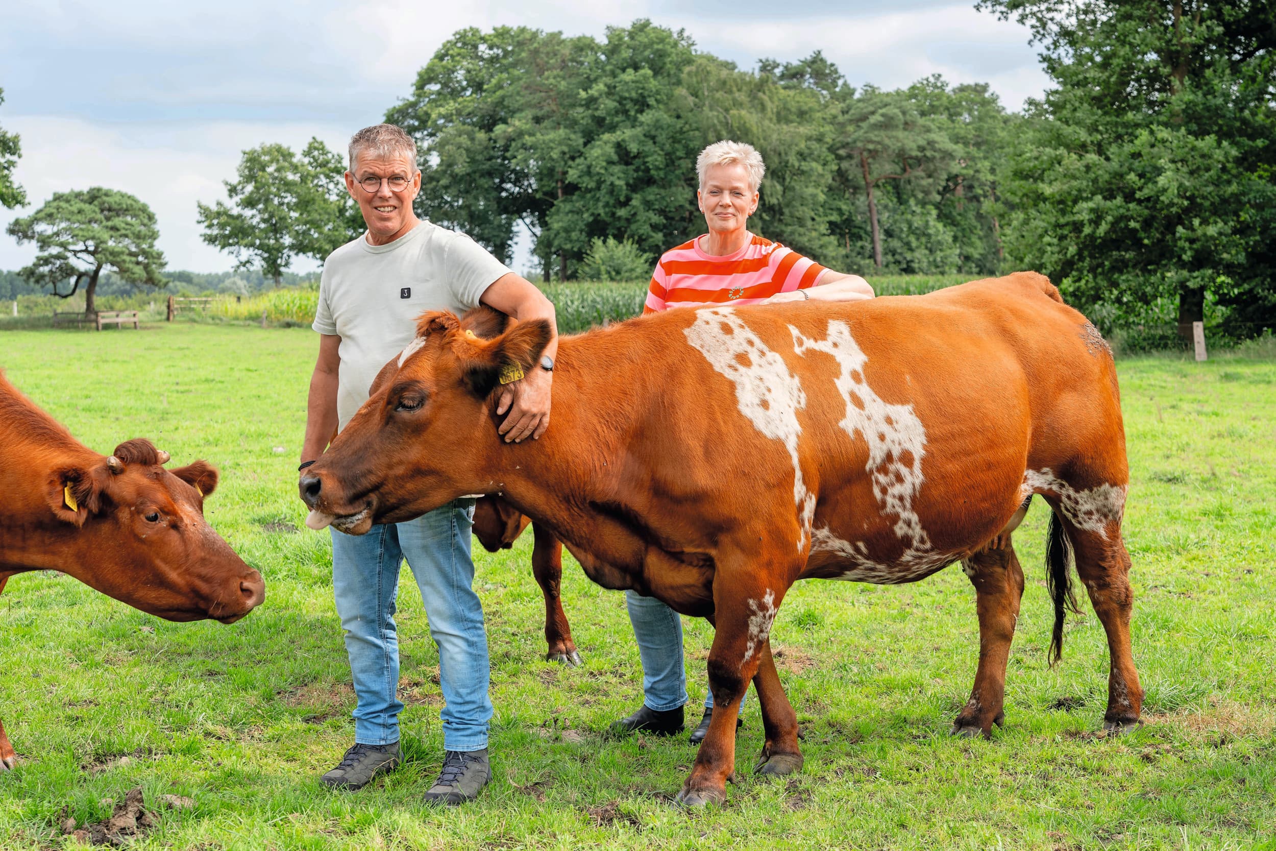 Betsie is een driejarige jonge koe. Door haar nieuwsgierige en rustige karakter wordt zij als favoriet bestempeld. Het Verbeterd Roodbonte ras past goed bij Arie en Geertje Peters vanwege de handzame eigenschappen. Alle foto’s in dit artikel zijn begin augustus 2025 gemaakt. Foto's: Jan Willem Schouten
