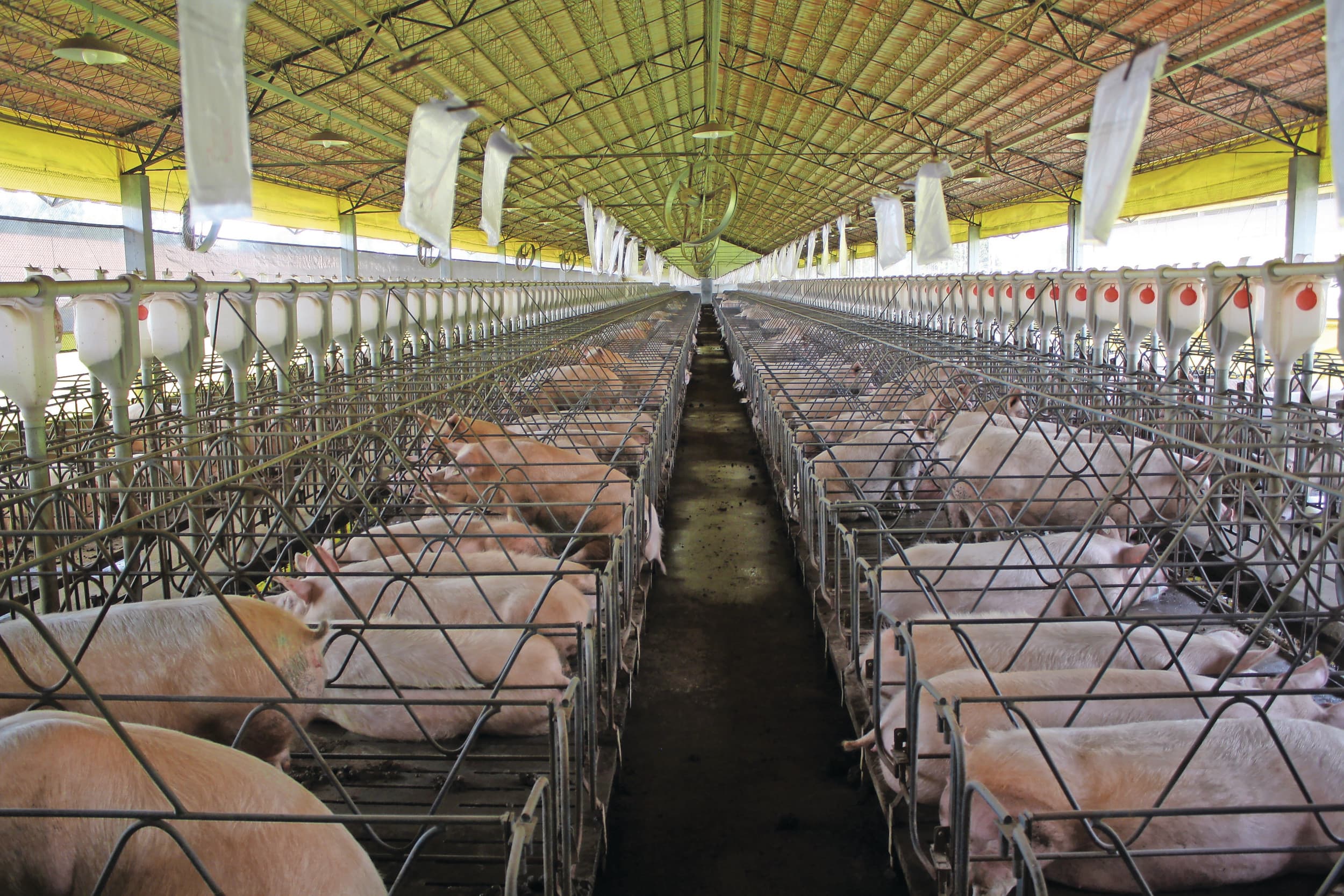 Een zeugenstal in de Braziliaanse provincie Paraná, waar de varkensstapel een van de grootste van het land is. In de noorderlijker gelegen provincie Mato Grosso zijn de productiekosten per kilo karkasgewicht de laagste wereldwijd. Foto: Misset