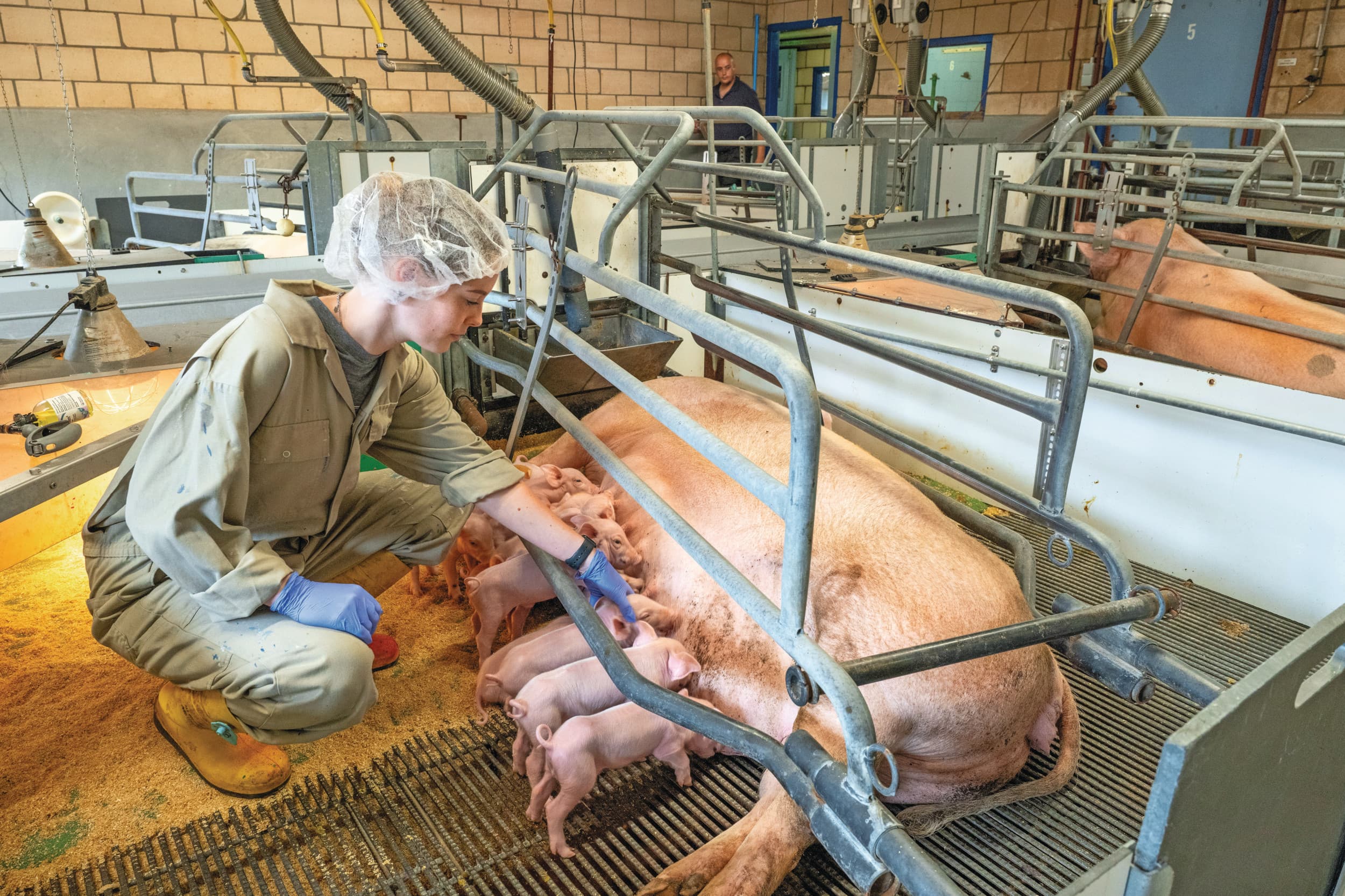 gebruik antibiotica biggen