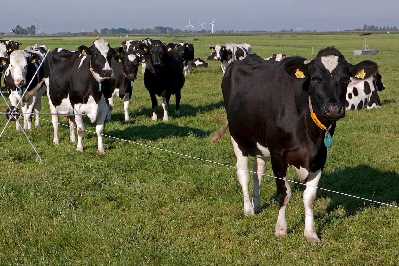 Foto: Agrifirm