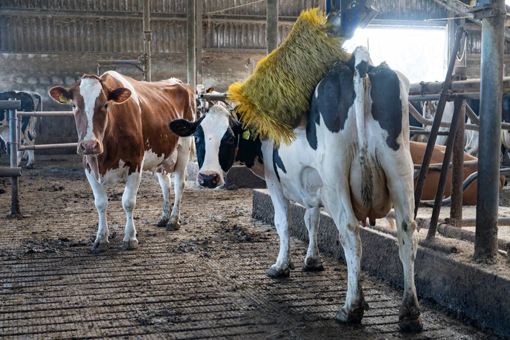 De gezondheid van de koeien wordt ondersteund met twee koeborstels voor extra comfort.