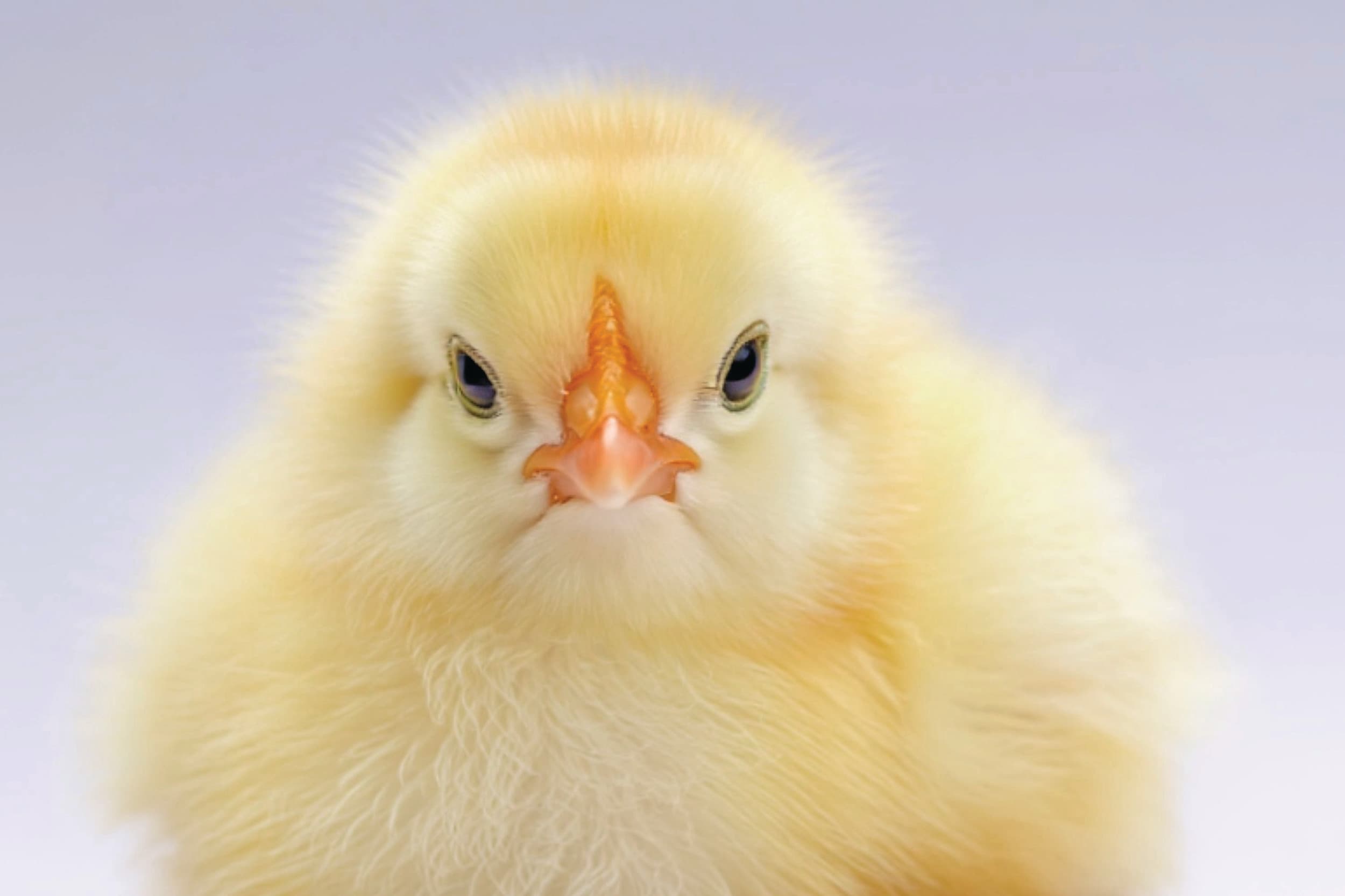 Het is cruciaal dat kuikens optimale voeding krijgen, omdat dit hun vroege ontwikkeling, gezondheid en productiviteit op de lange termijn beïnvloedt. Afbeelding gemaakt met behulp van AI (Reve.art)