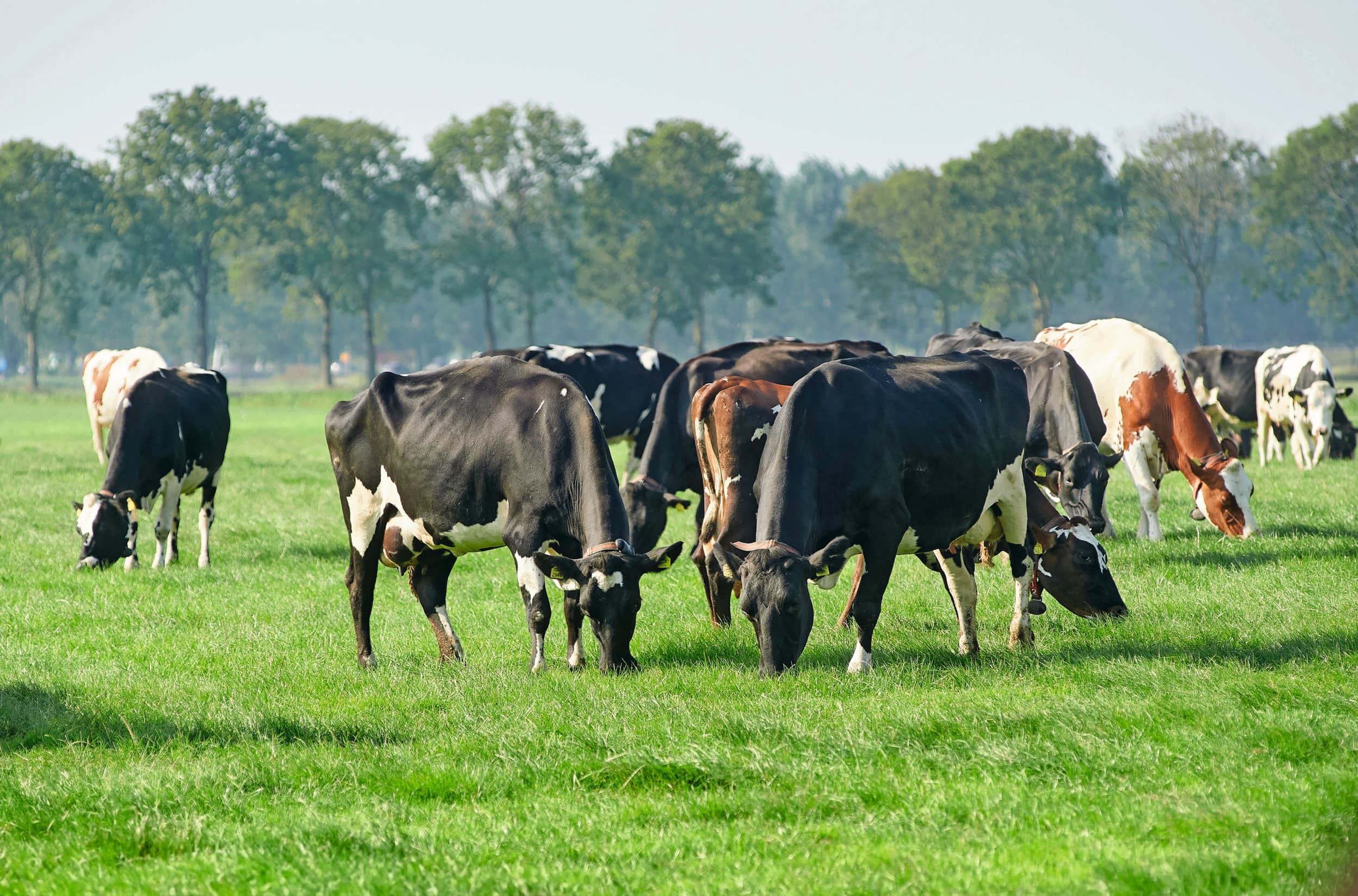 Zoals in veel beleidsnota’s over de landbouw ontbreekt ook in dit stuk de term transitie niet, stelt opinieschrijver Herre Bartlema. Wat die transitie precies inhoudt, wordt niet gezegd. Foto: Van Assendelft Fotografie