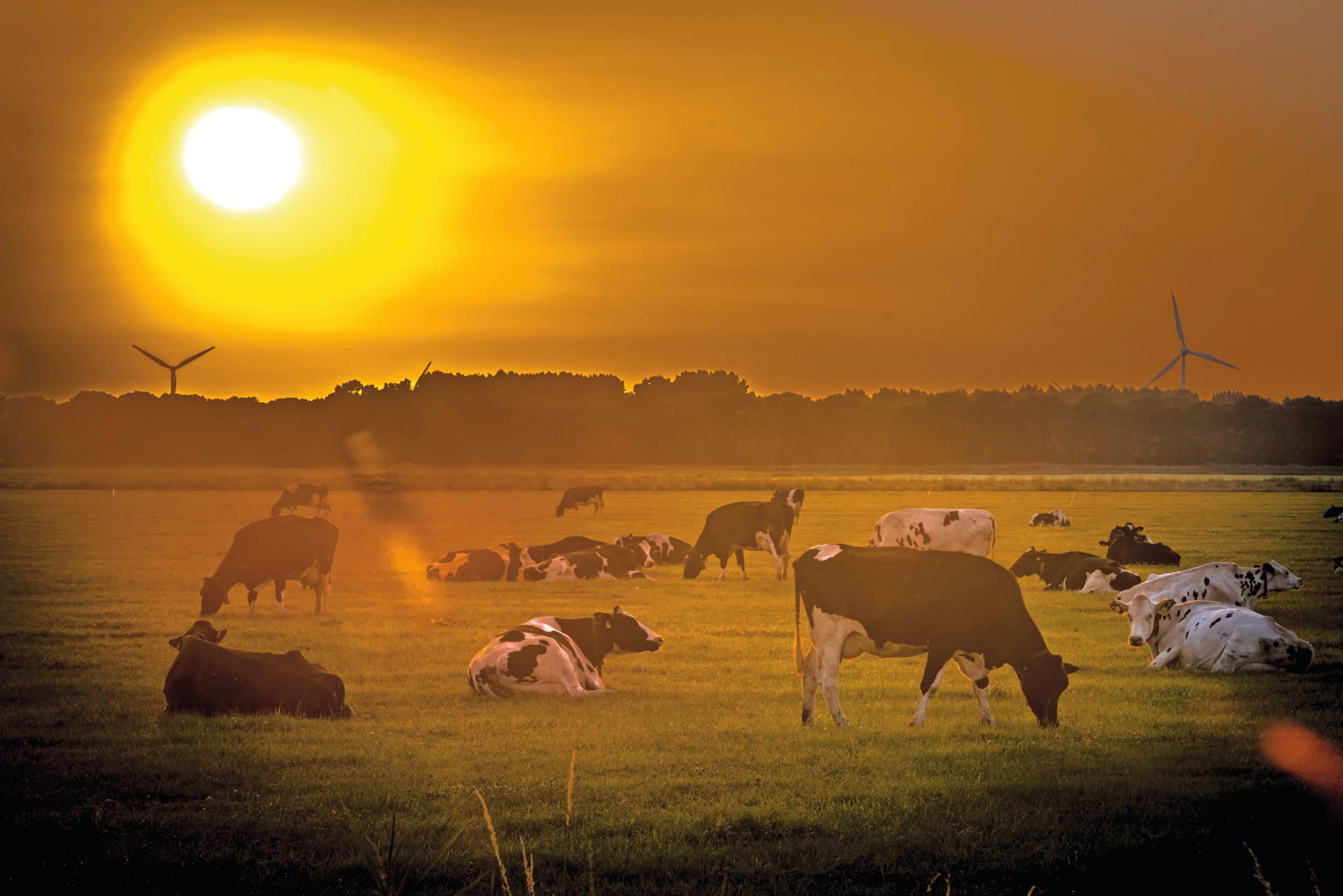 Koeien in de wei. Door reducties nauwkeurig vast te leggen, ontstaat een transparant systeem waarin inspanning en resultaat zichtbaar zijn. Data zijn daarbij van groot belang. Foto: Koos Groenewold