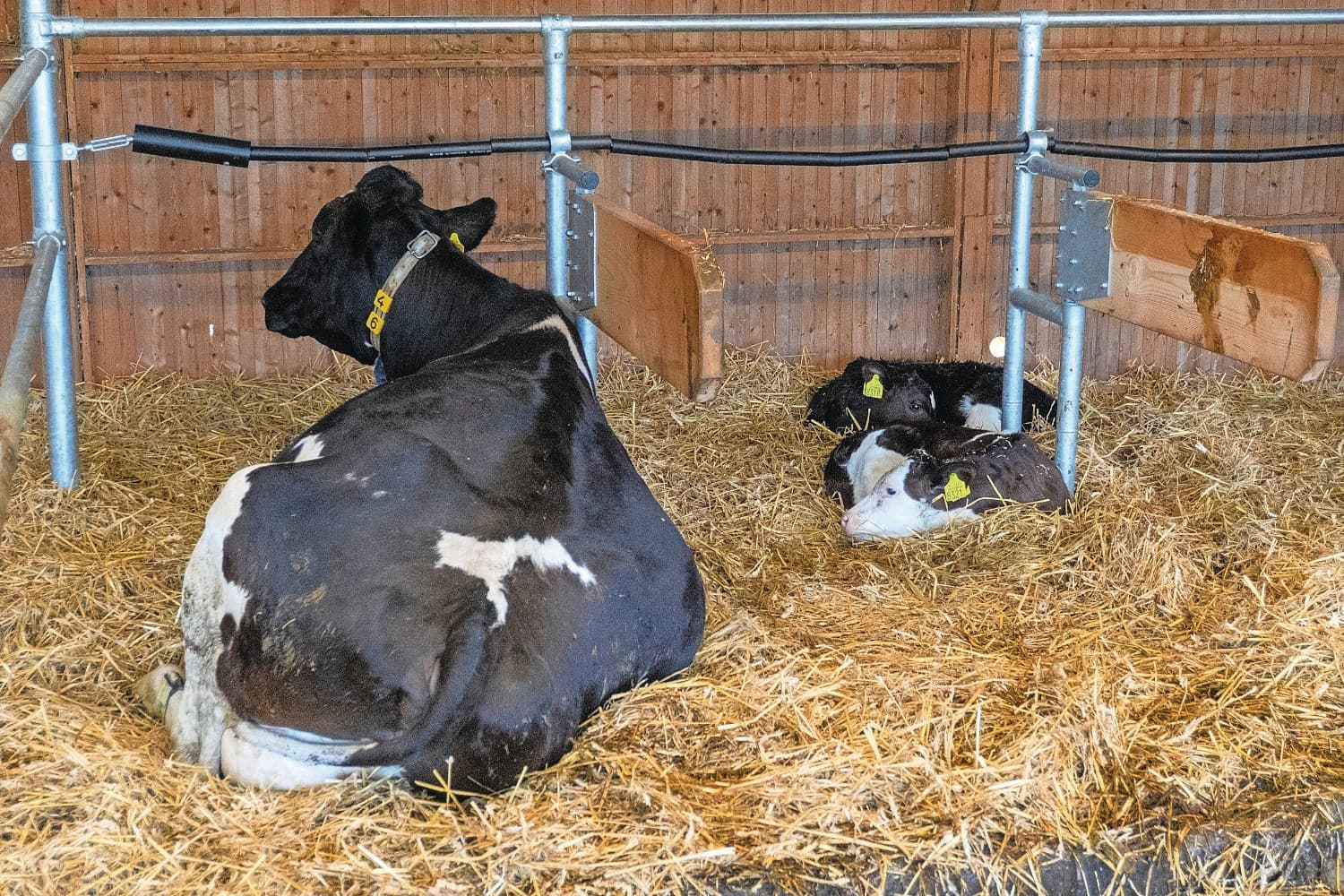 De pleegkoe met twee kalveren op burgerboerderij De Patrijs. Foto: Michiel Eberwijn