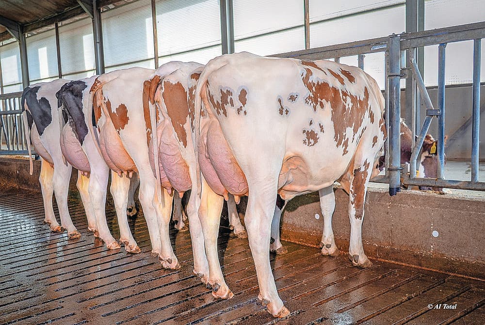 Vijf dochters van NVI-nummer 1 Rammstein bij Molenkamp Holstein in Wijchen. Een hoge melkaanleg vormt de basis van zijn hoge plaatsing. Foto: AI Total