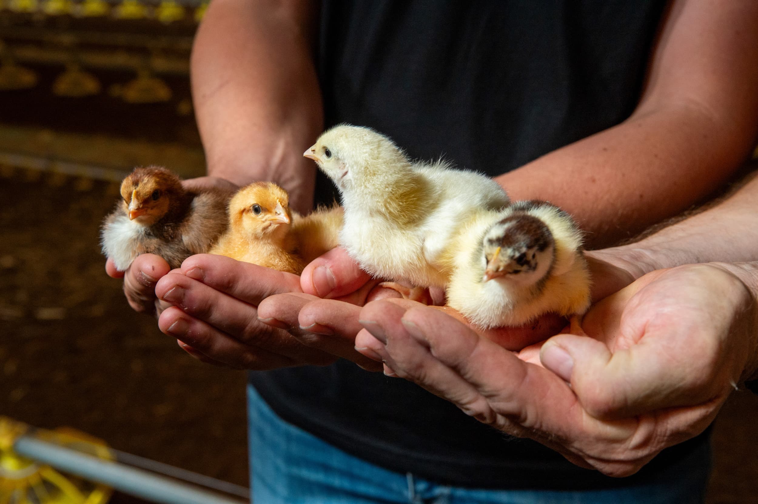 Op alle vlakken van de bedrijfsvoering is het zaak dat de belangen van pluimveehouders behartigd blijven worden. Foto: Twan Wiermans