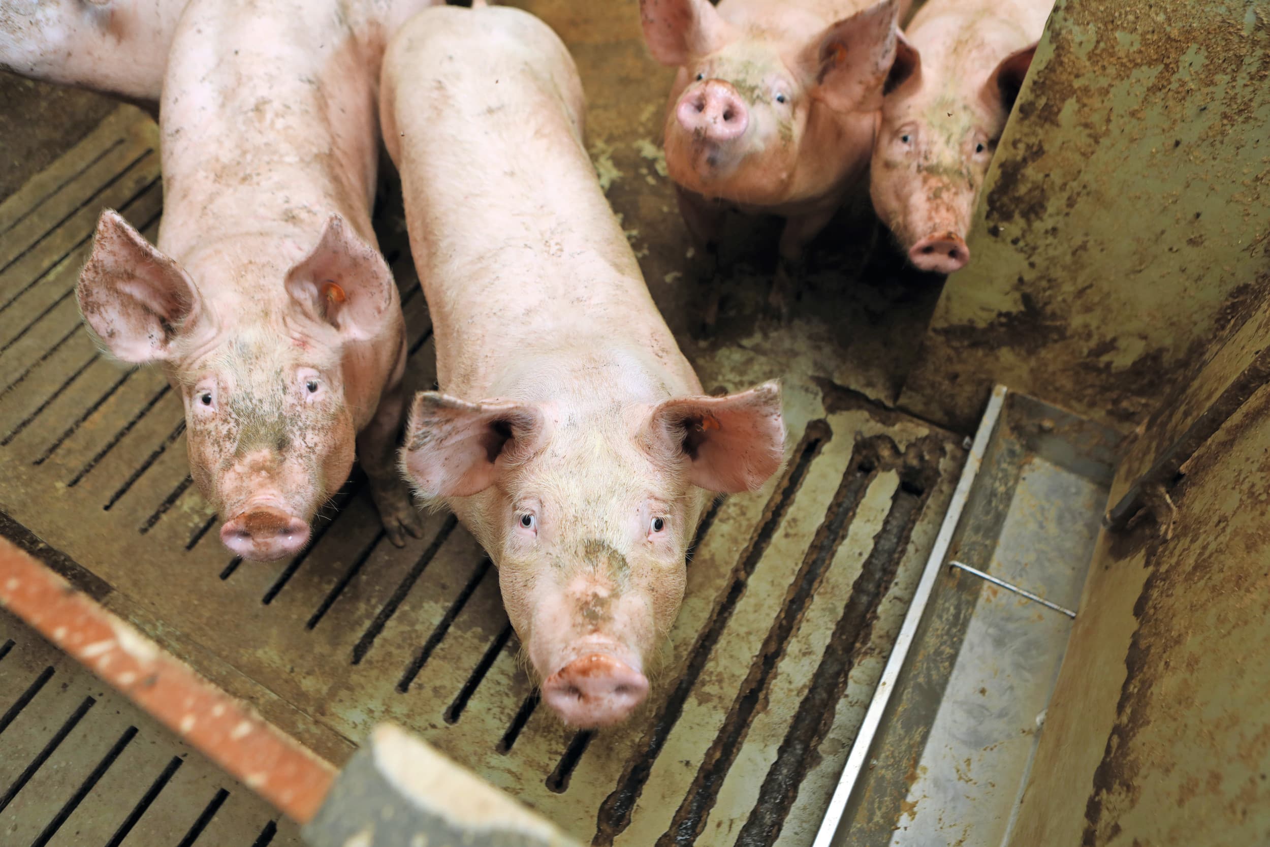 De nieuwe excretienormen om te bepalen hoeveel mest dieren produceren, worden uitgesteld. Foto: Fotostudio Atelier 68