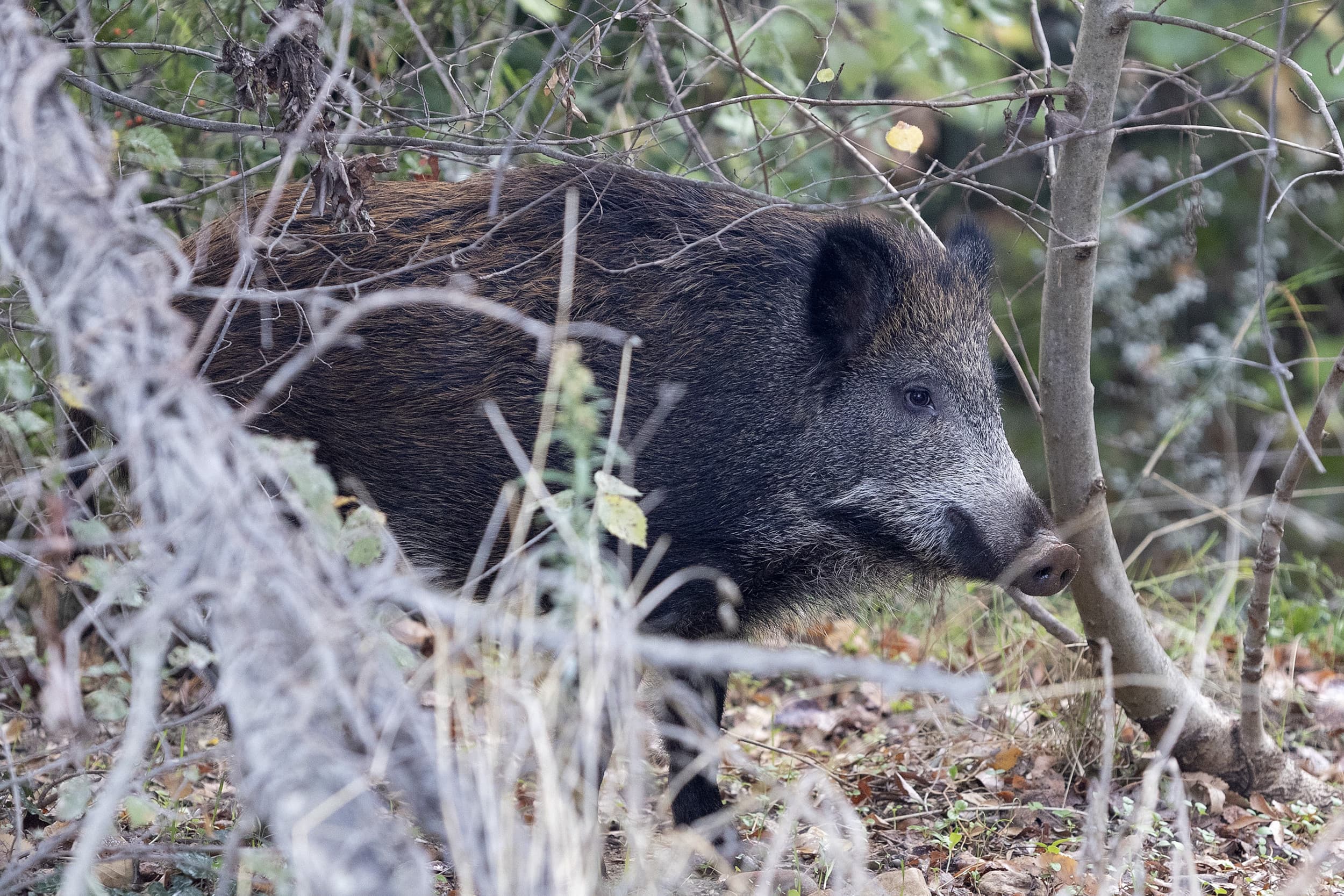 Een wild zwijn in bosgebied. De AVP-uitbraak in het noorden van Spanje lijkt vooralsnog beperkt tot een zone van 6 kilometer, waar alle 13 besmette wilde zwijnen zijn gevonden. Foto: ANP