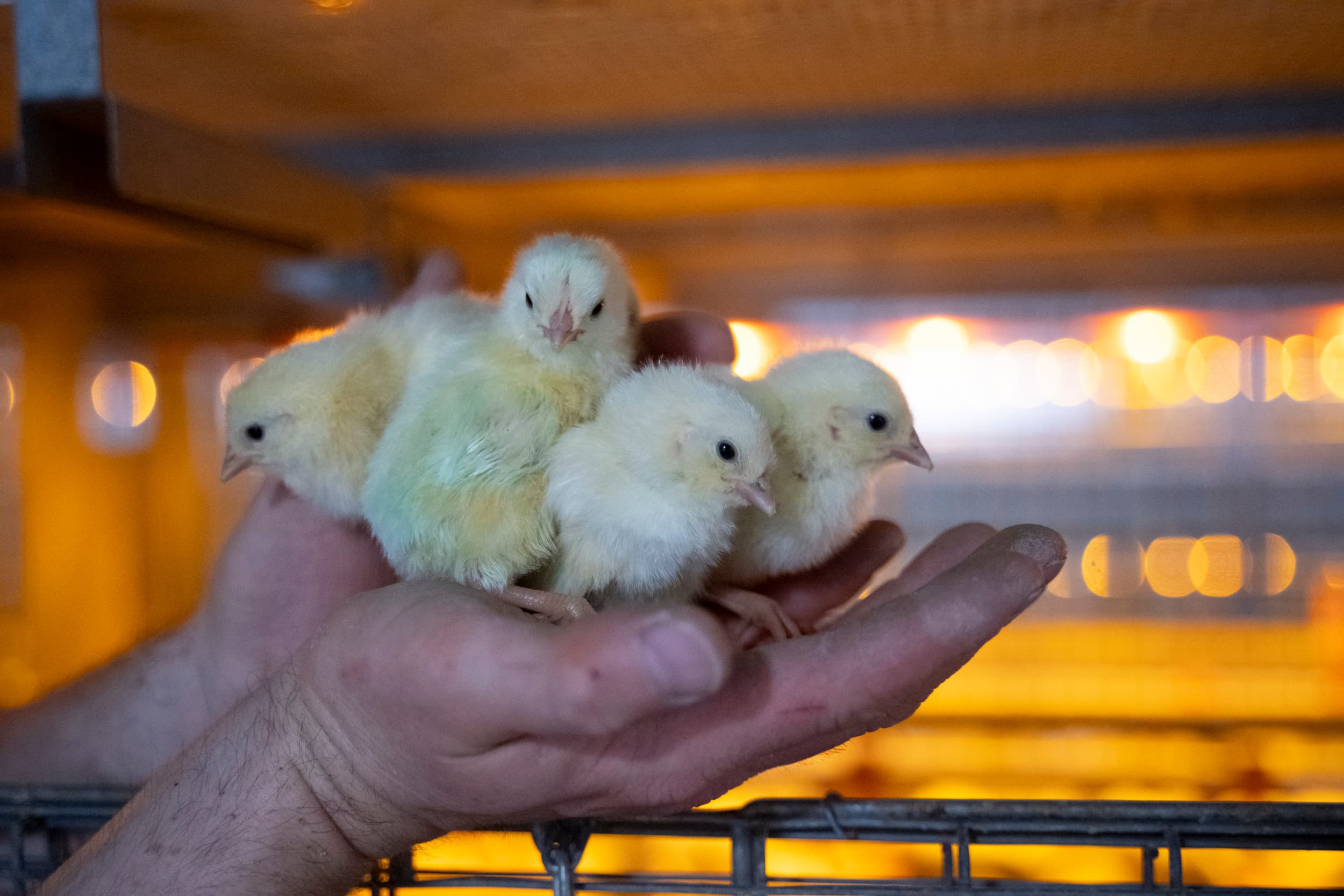 De pluimveesector werkt met genetisch steeds verder verbeterde kippen. Foto: Bram Becks Fotografie