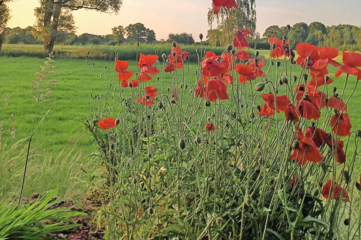 De eco-hoekjes in ons weiland. Foto: Indi Kloet Overbeeke