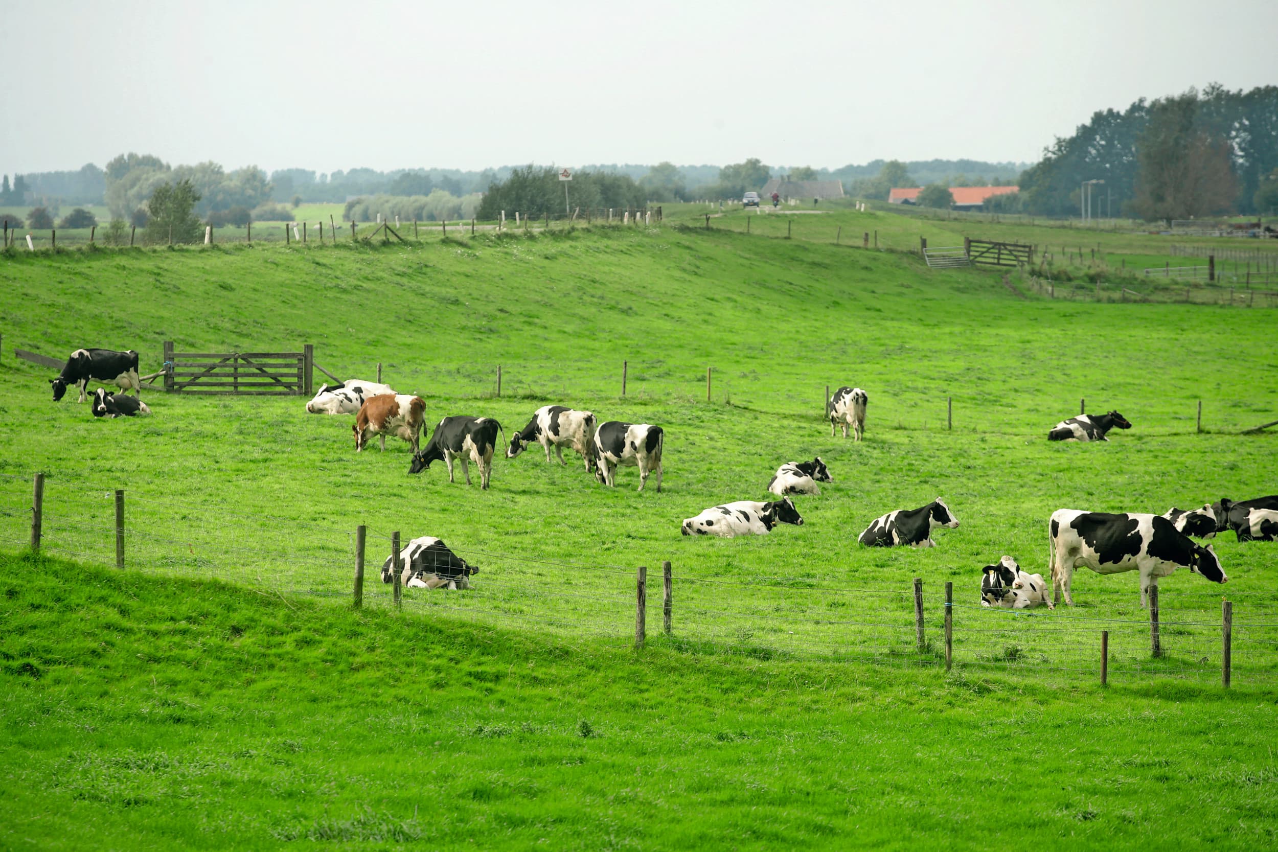 Melkkoeien langs de Rijn bij het Utrechtse Amerongen. Afbeelding ter illustratie. Foto: Koos Groenewold