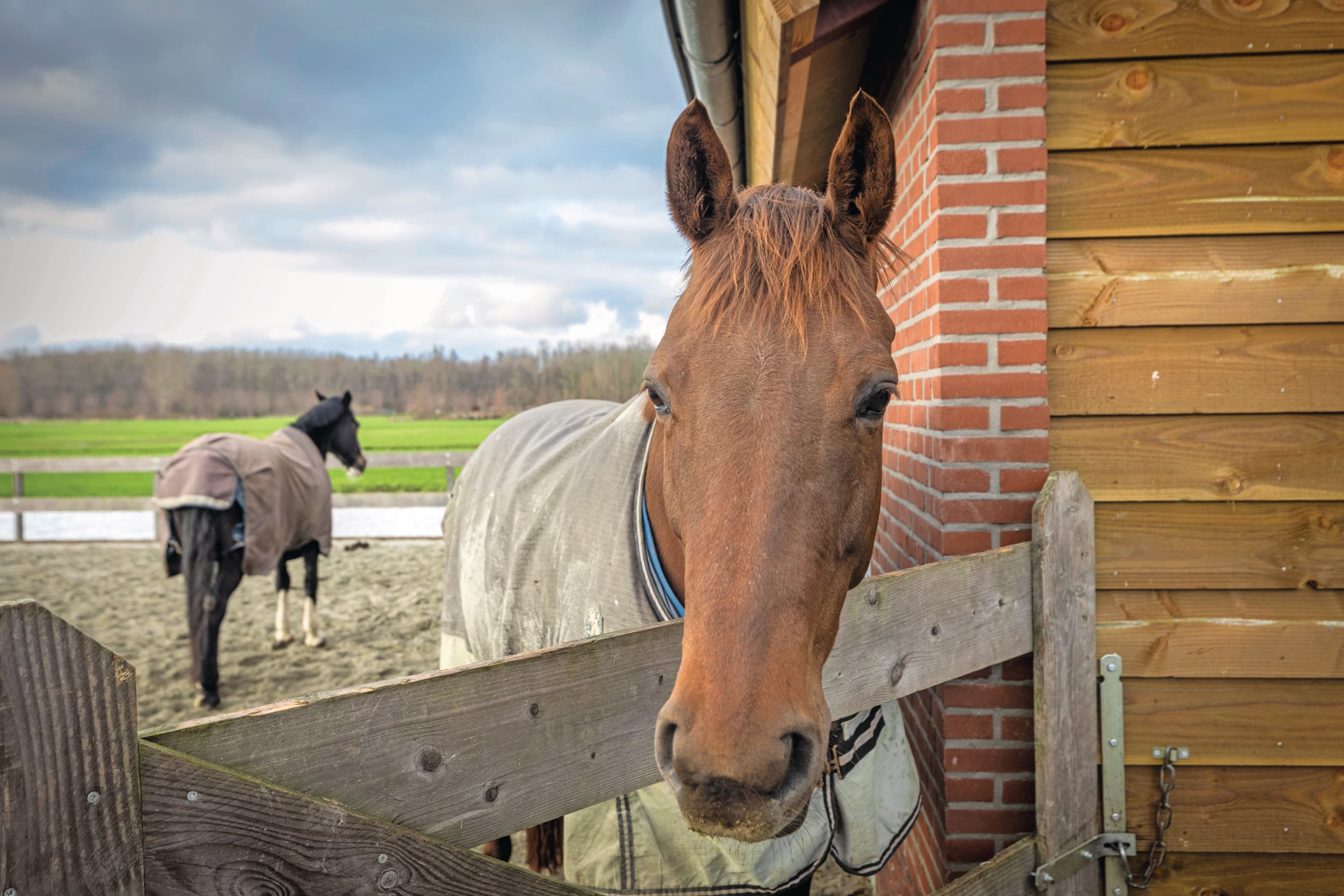 Een stal voor hobbypaarden telt als aanhorigheid van de woning; een stal voor commerciële paardenactiviteiten niet. Foto: Koos Groenewold