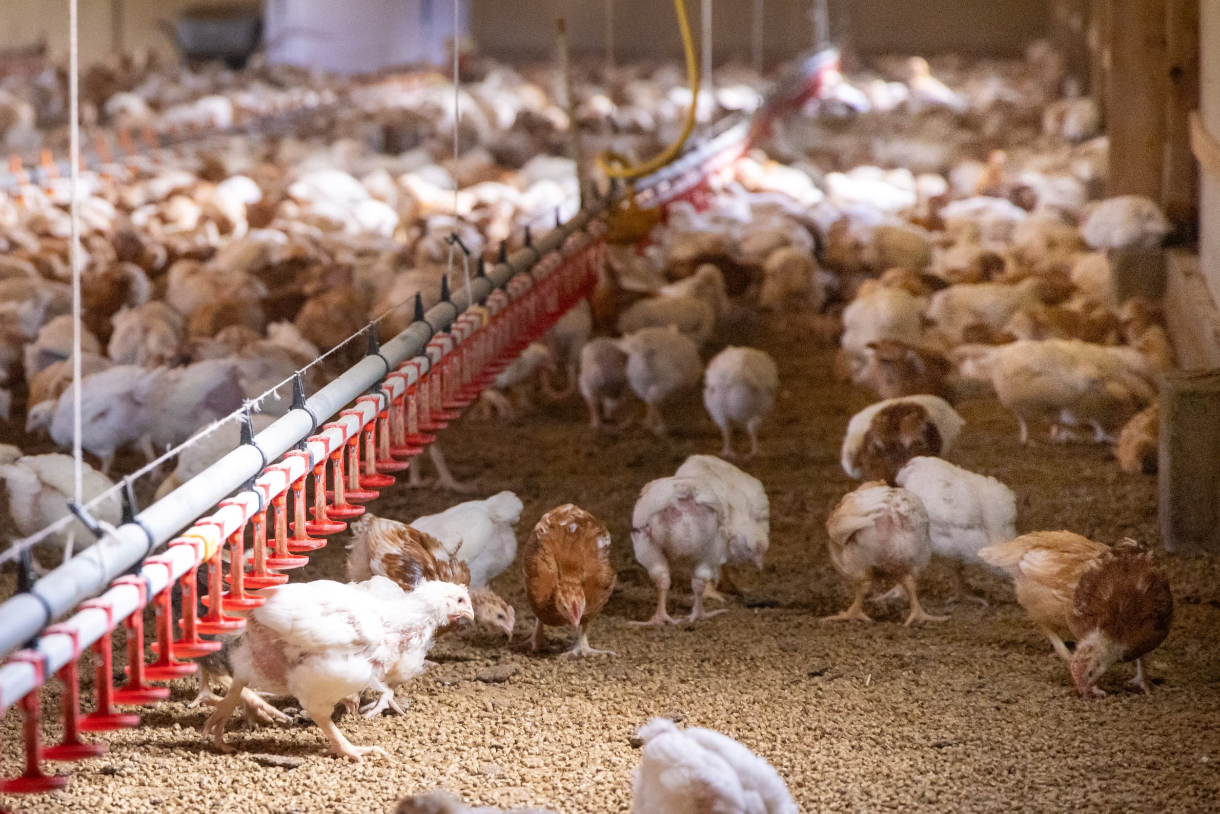 Binnen de Nederlandse pluimveesector wordt zelden diepgaand vergeleken. Foto: Koos Groenewold