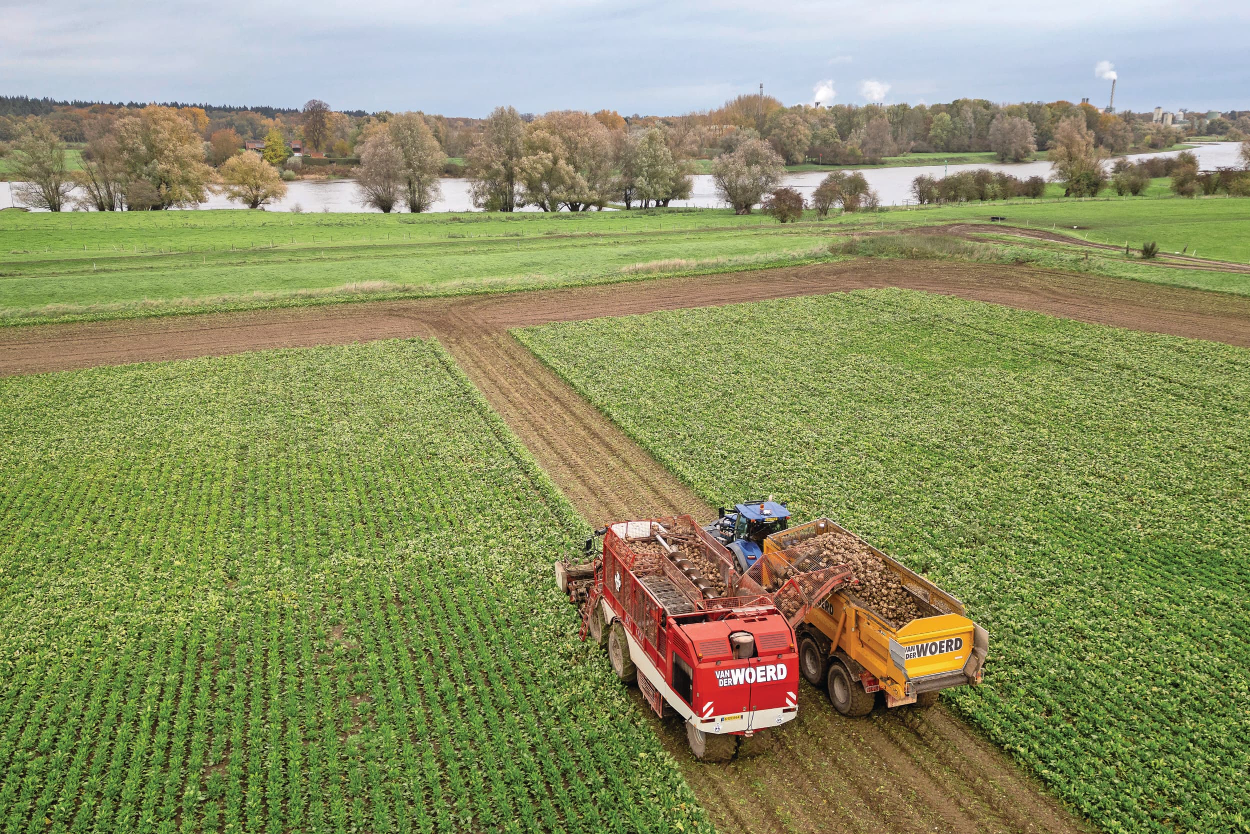 Het areaal suikerbieten in de Europese Unie kan dit seizoen met 10% afnemen, als gevolg van de lage opbrengstprijzen. Foto: Koos Groenewold