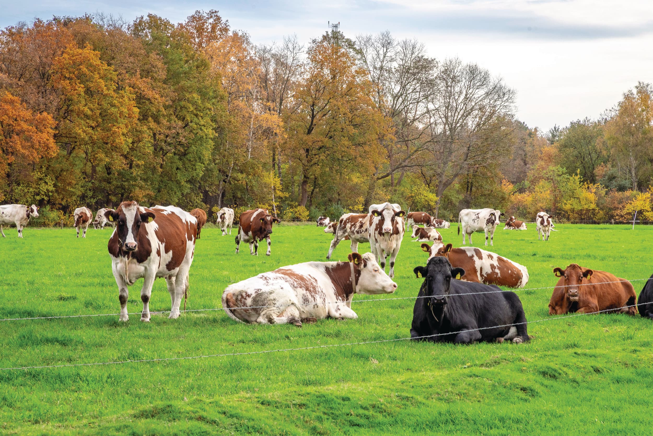 Politiek blijft 2025 moeizaam, maar economisch doet de landbouw het beter: veehouders verdienen goed, terwijl akkerbouwers en groentetelers inleveren. Foto: Koos Groenewold