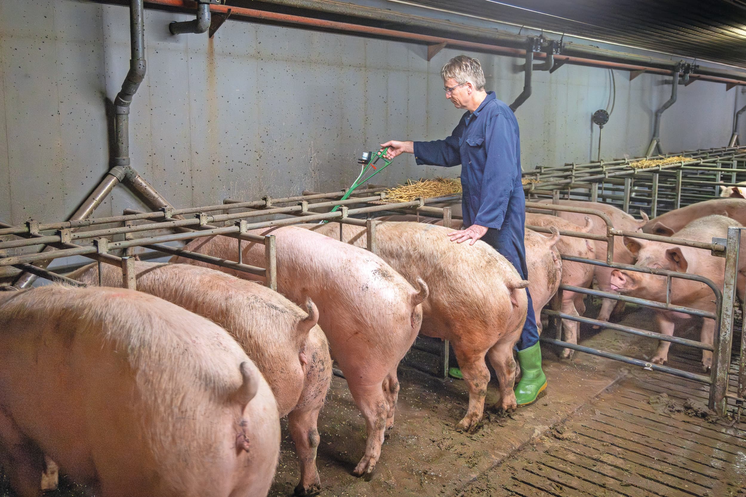 Met een interval van vier weken meteen alle zeugen vaccineren met een gemodificeerd, levend vaccin is een beproefde methode om de kraamstal vrij te krijgen van het PRRS-veldvirus. Foto: Koos Groenewold