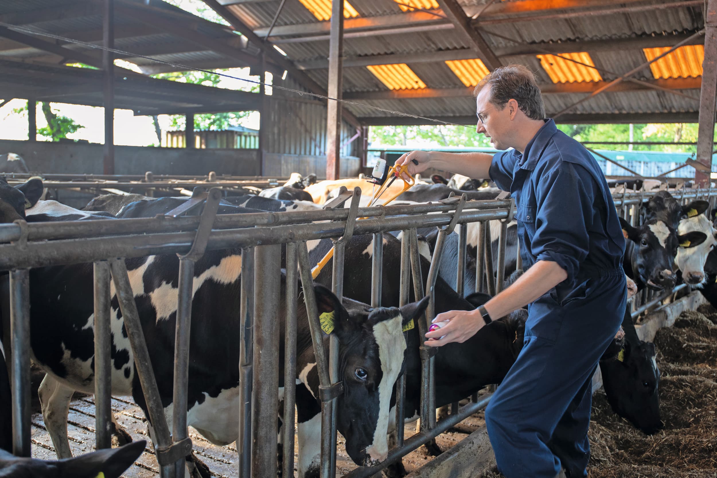 vaccinatie blauwtong