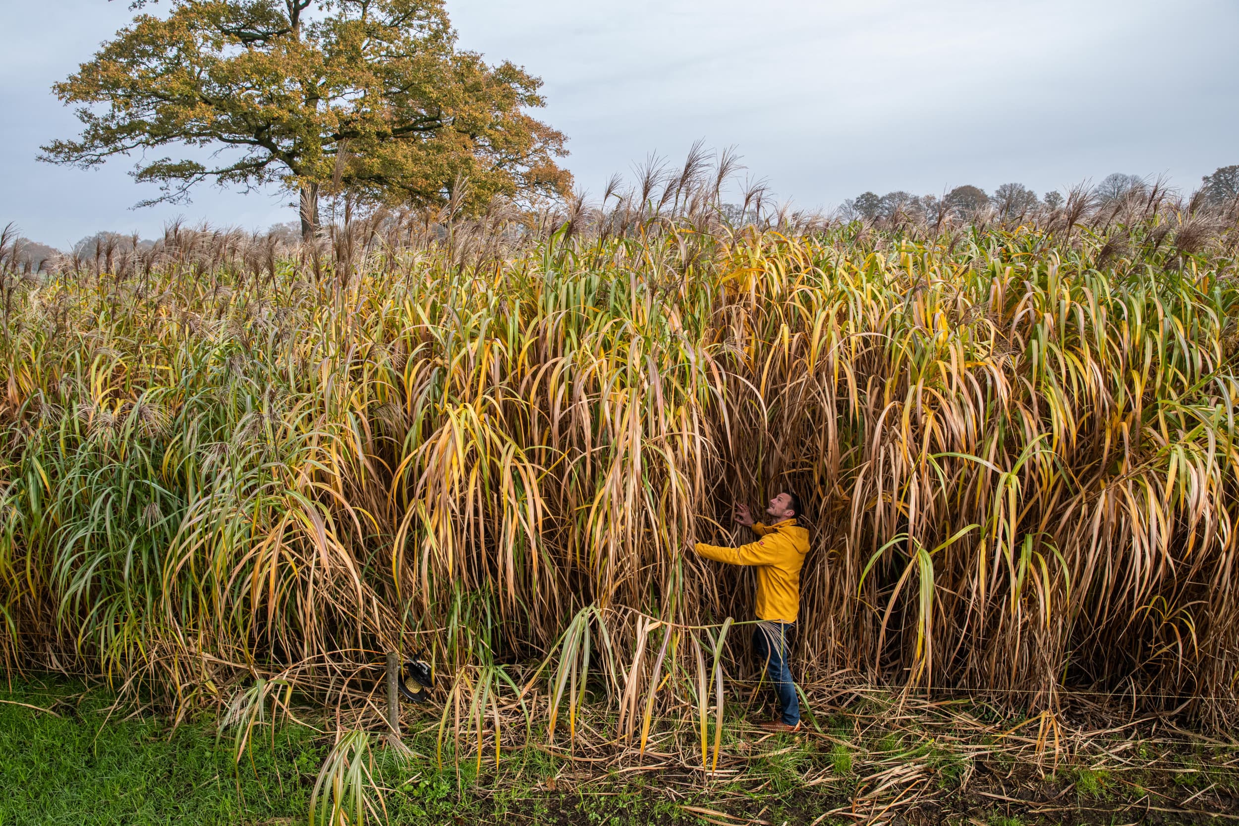 Hoogopgaande biobased gewassen telen, zoals olifantsgras (foto): mag dat overal? Uitleg over regels in bestemmingsplannen en voorwaarden rond niet-invasieve exoten. Foto: Ronald Hissink