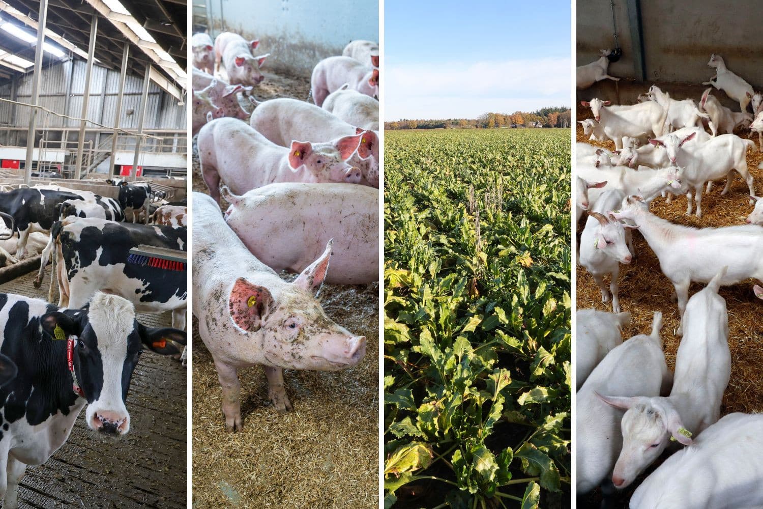 De inkomens in de landbouw lopen uiteen: melkvee- en zeugenhouders scoren goed, terwijl akkerbouwers en vleesvarkenshouders fors inleveren, blijkt uit WUR-cijfers. Foto’s: Bert Jansen, beeldbewerking