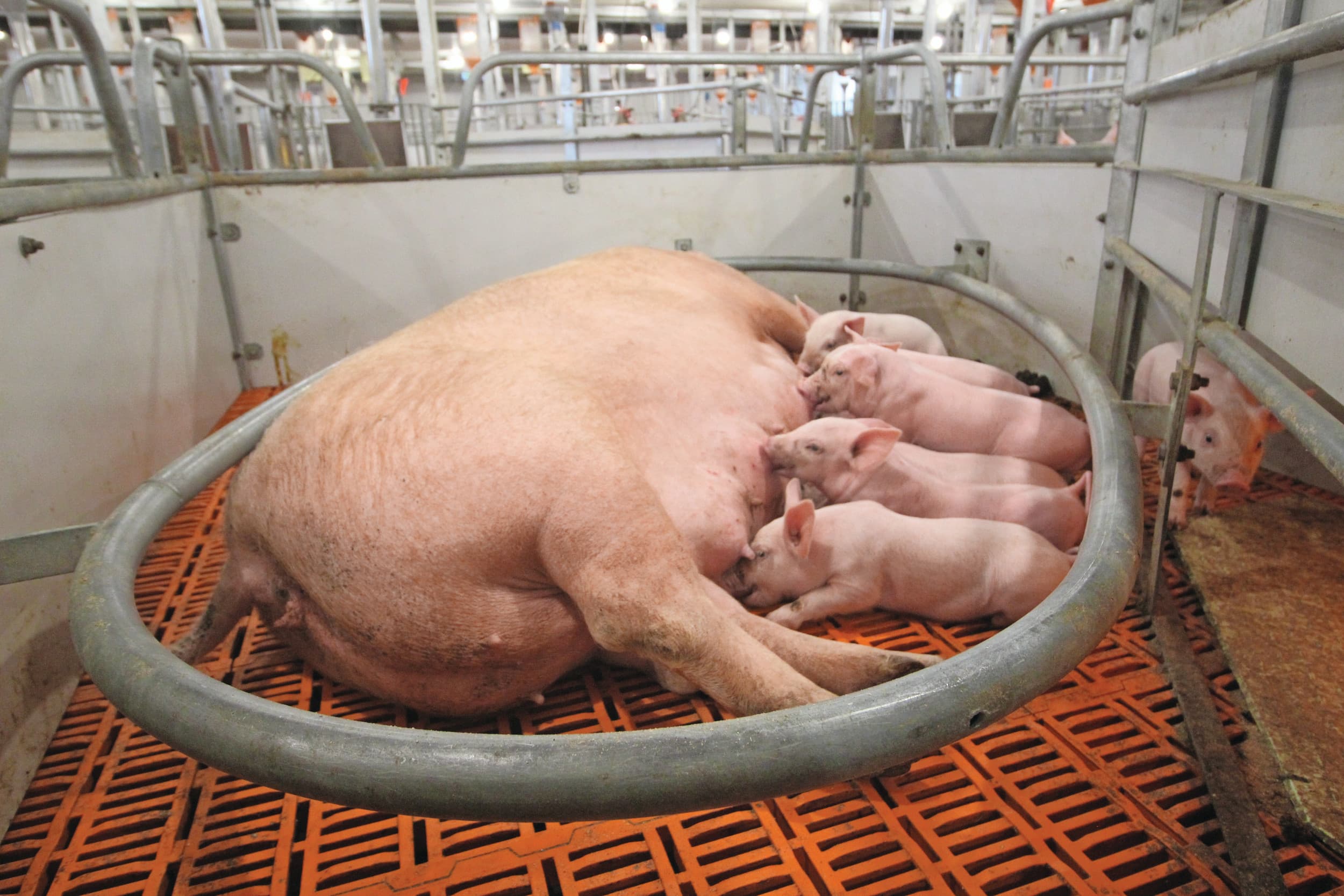 Rust in het kraamhok met een zeug en haar biggen, liggend in een ‘maternity ring’, die de zeug dwingt zich rustiger te oriënteren voordat zij gaat liggen. Foto’s: Vincent ter Beek